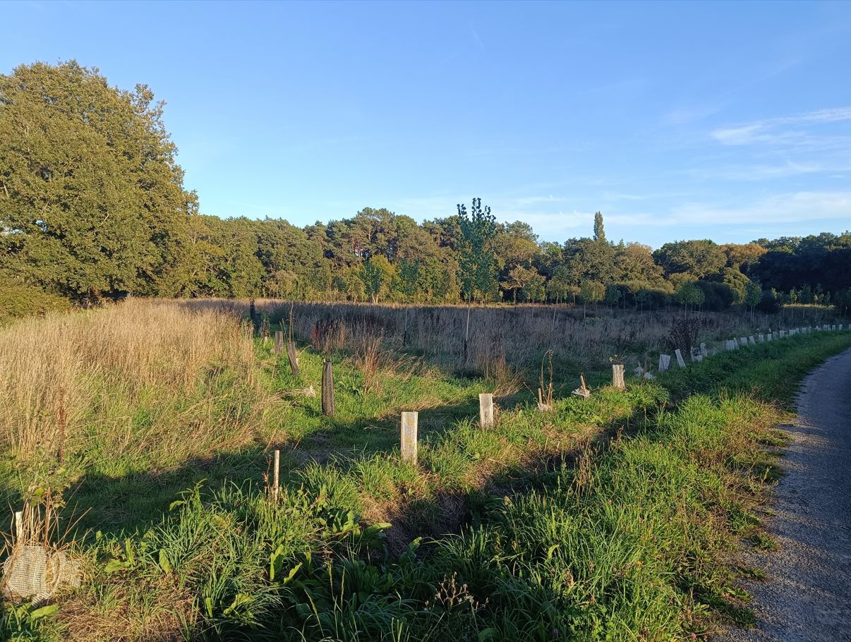 New afforestation in Morbihan