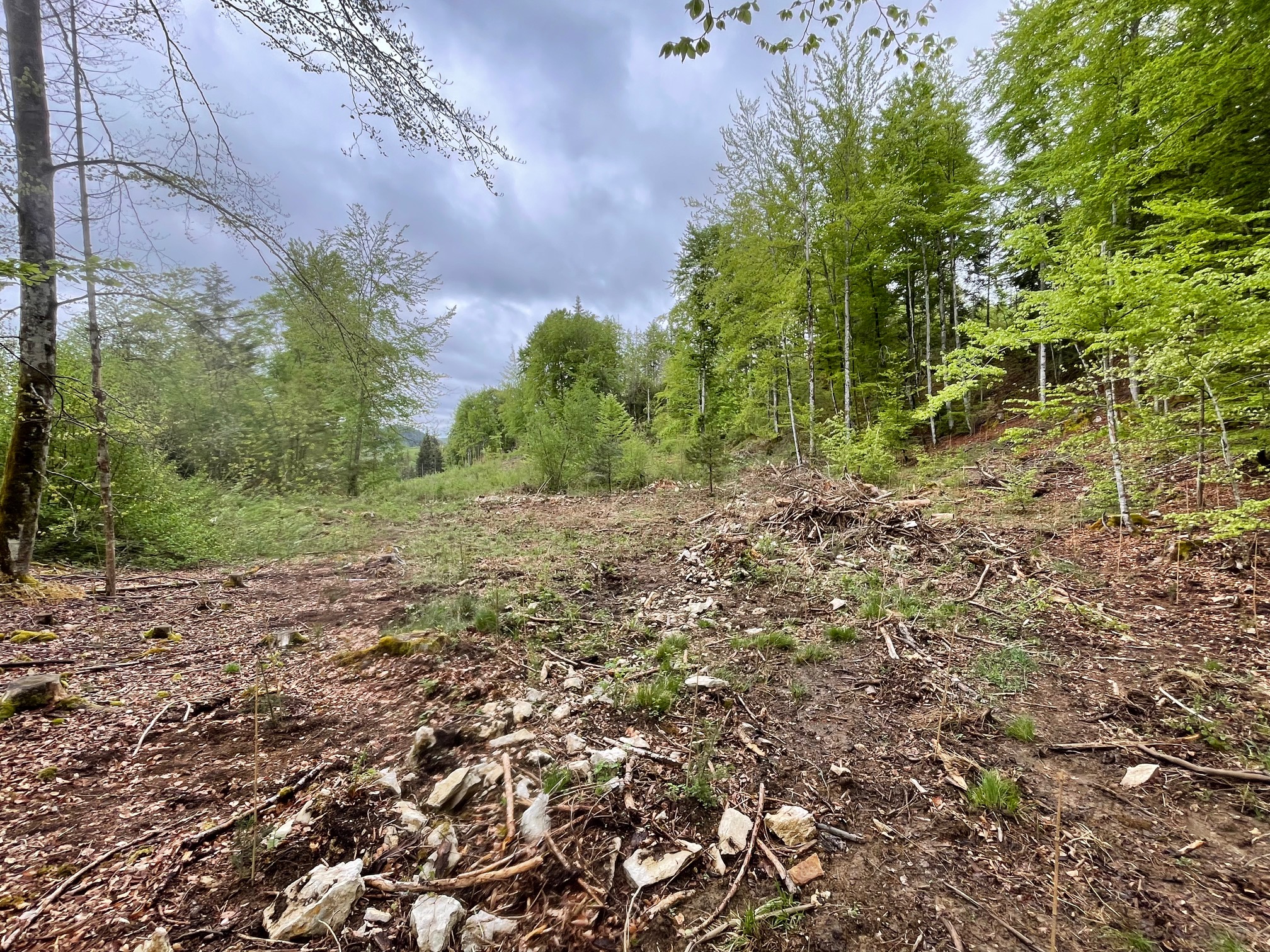 Reboisement de 4,3 hectares dans le Jura — 1