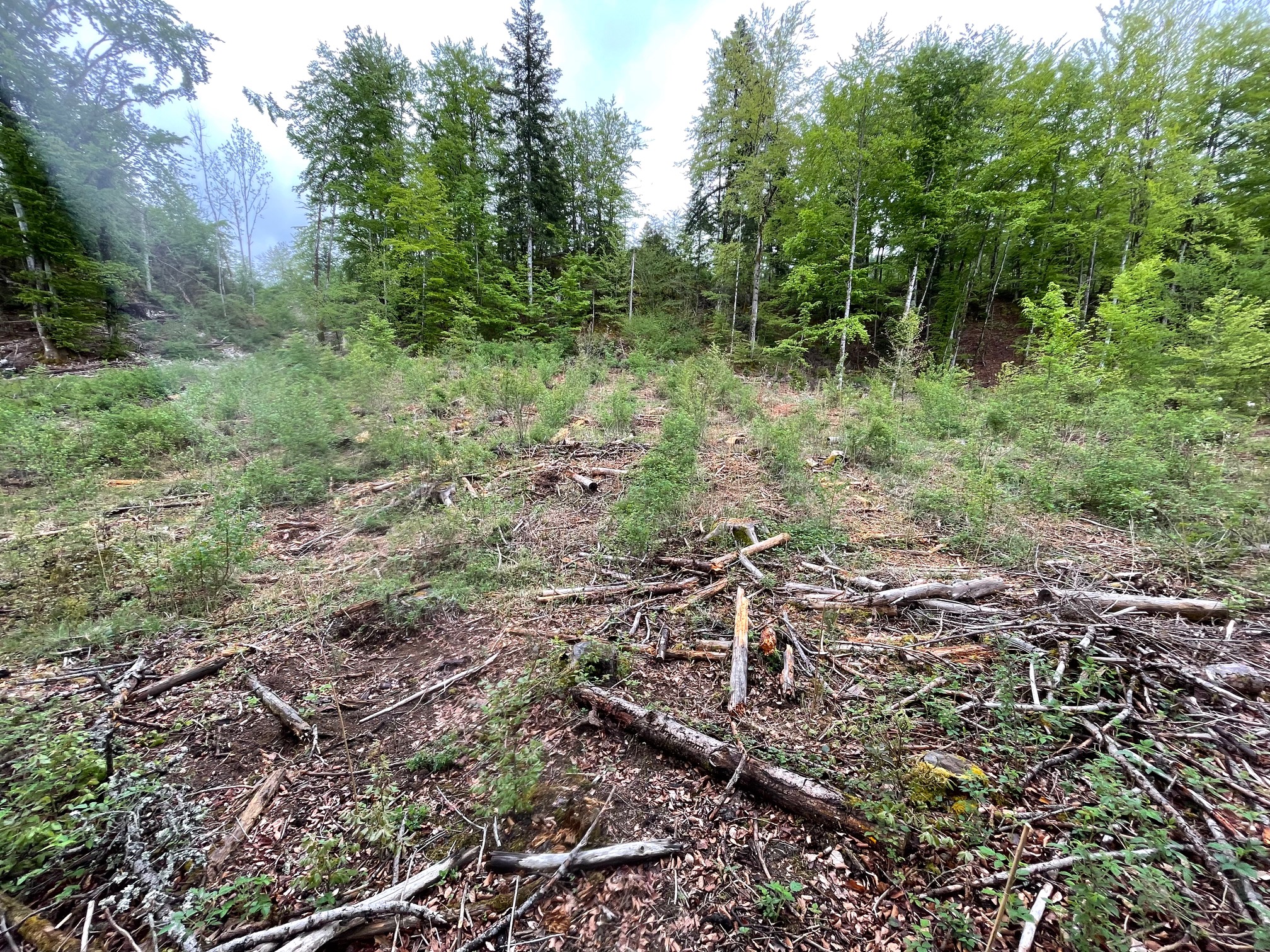 Reboisement de 4,3 hectares dans le Jura — 2