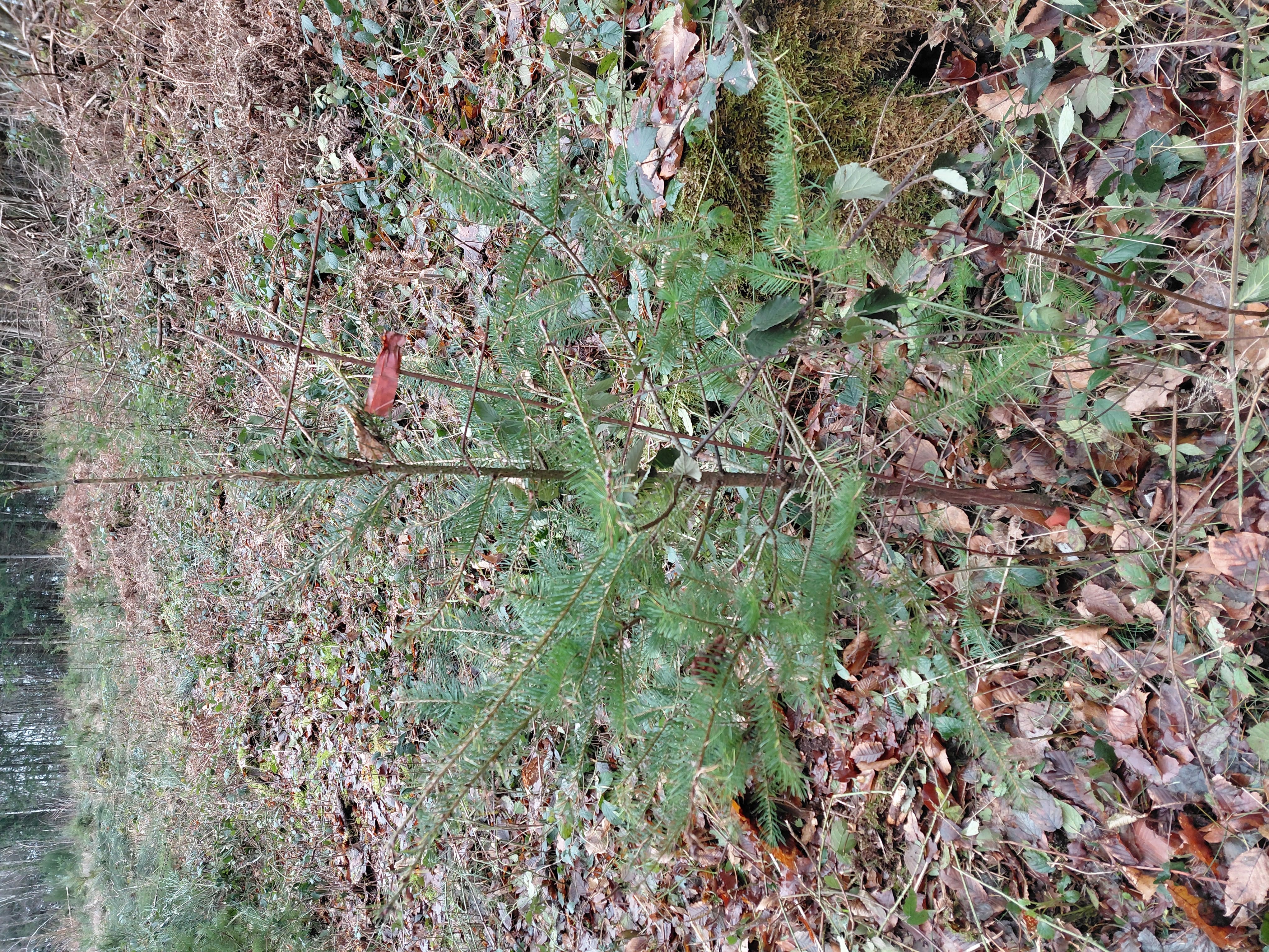 Restauration d'une forêt dégradée à Planchez — 1
