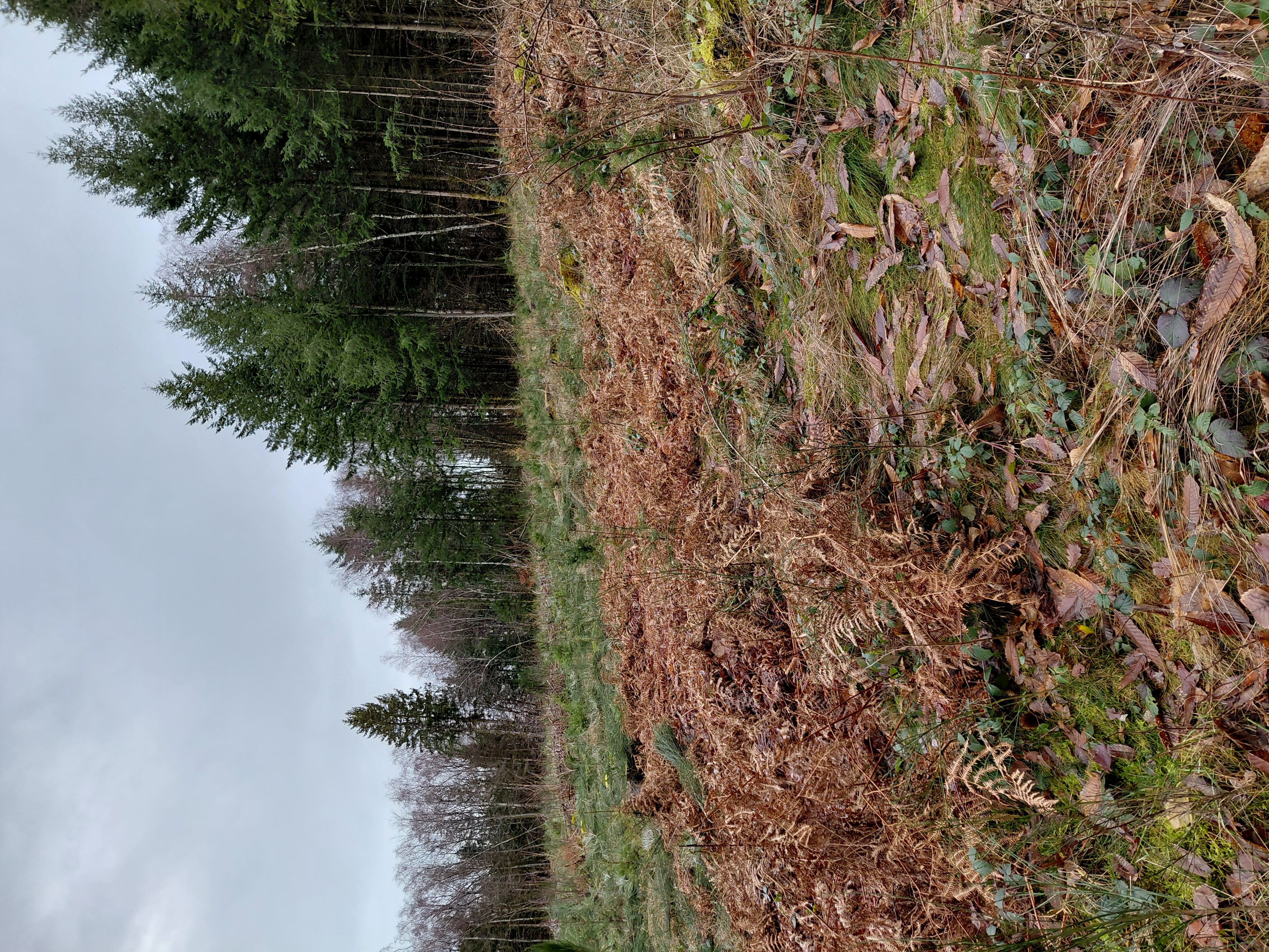 Restauration d'une forêt dégradée à Planchez — 2
