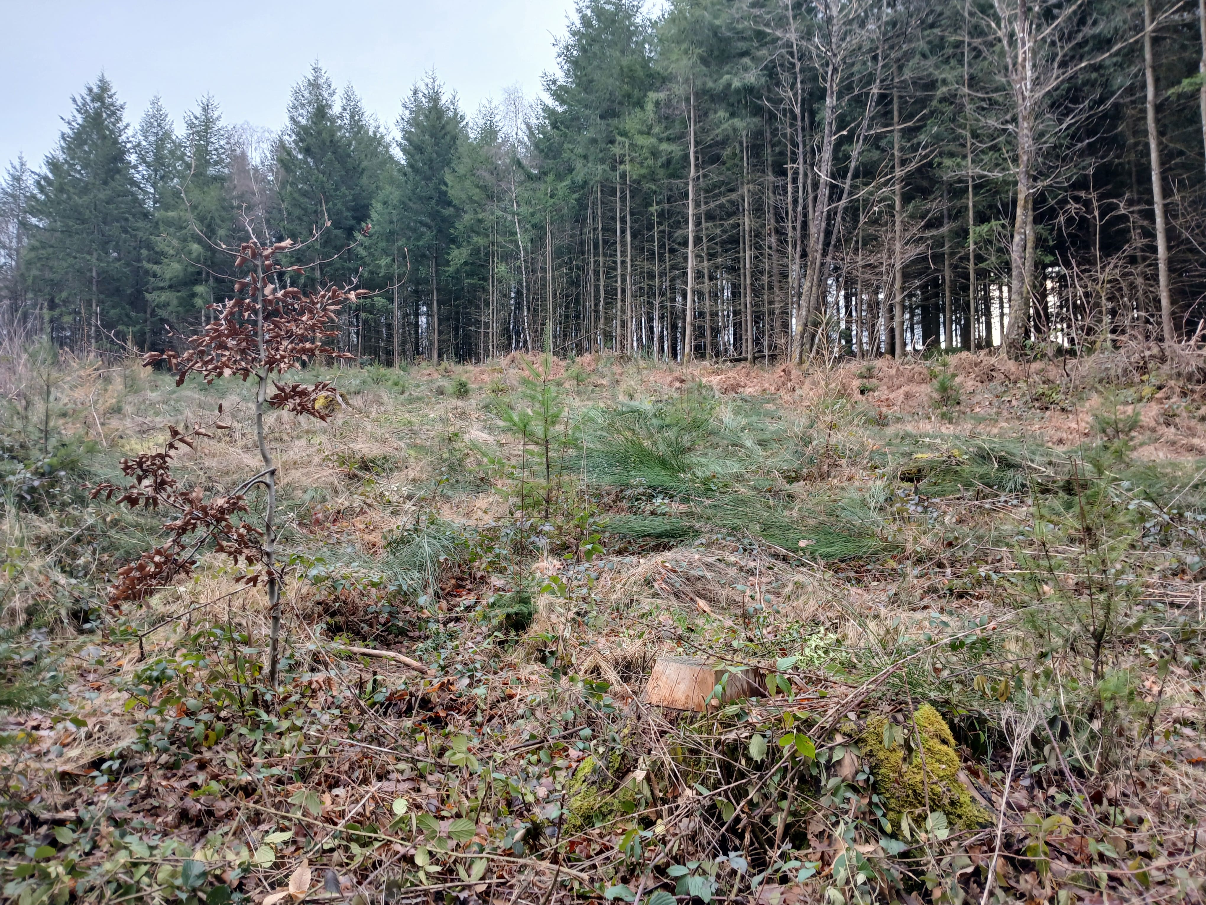 Renewal of a dying forest stand in Nièvre — 2