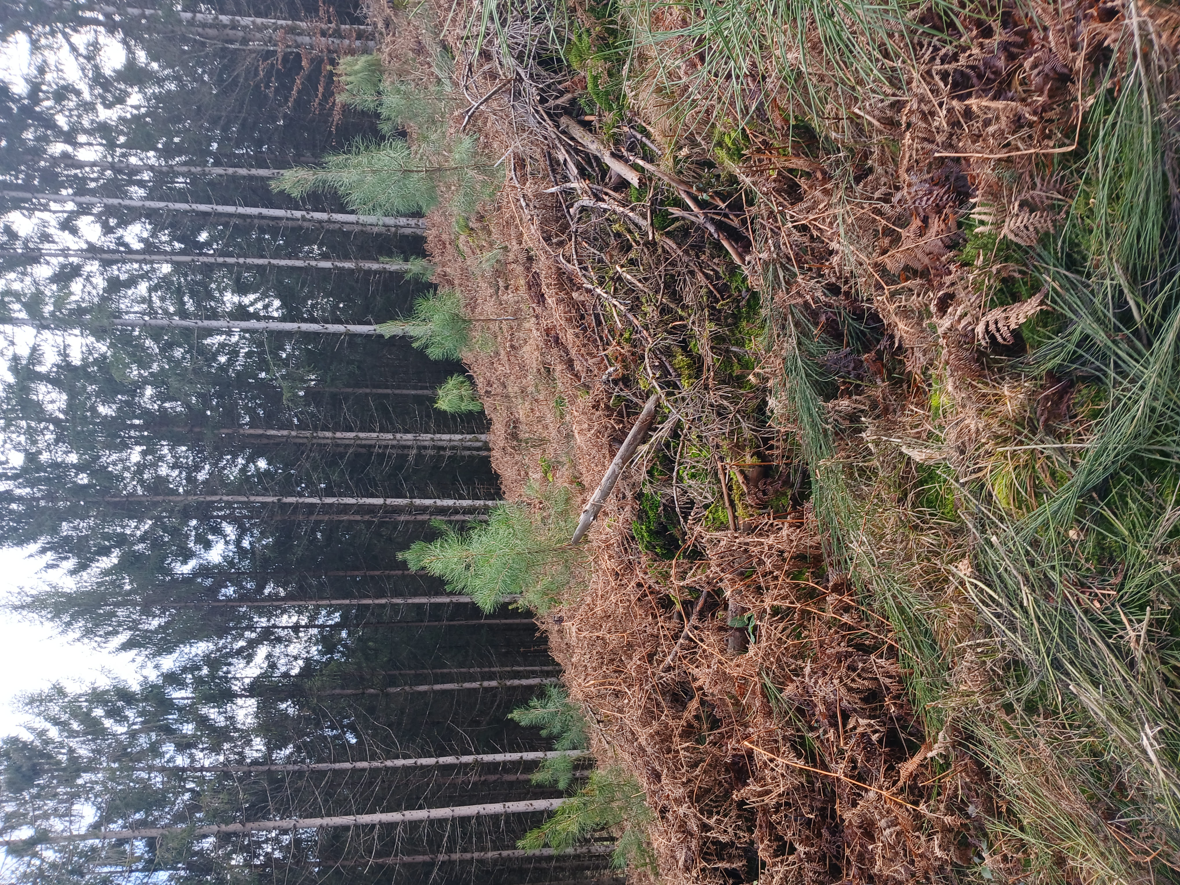 Renewal of a dying forest stand in Nièvre — 1