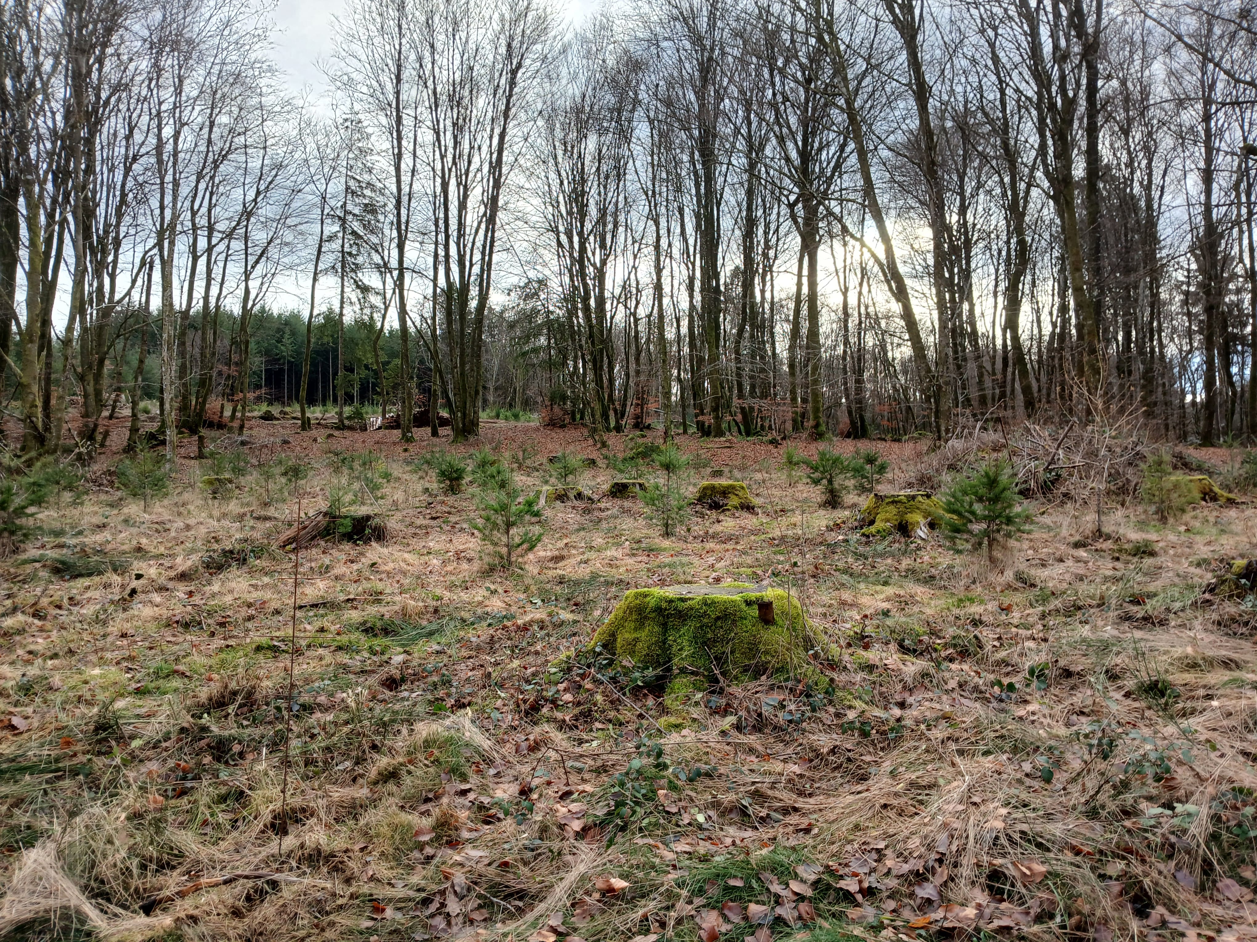 Reboisement d'1,82 hectare dans une forêt attaquée par les scolytes — 2