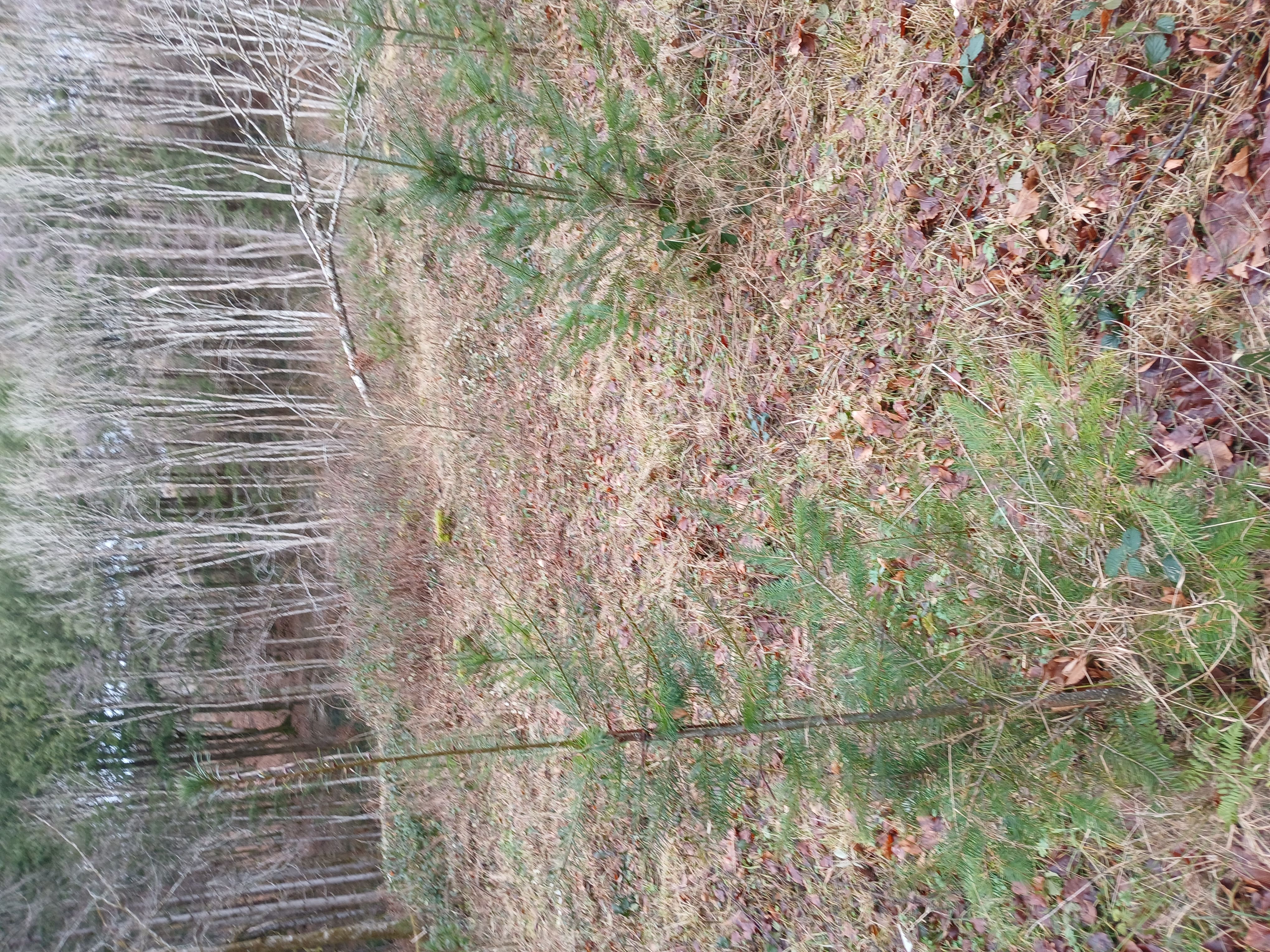 Reboisement d'1,82 hectare dans une forêt attaquée par les scolytes — 1