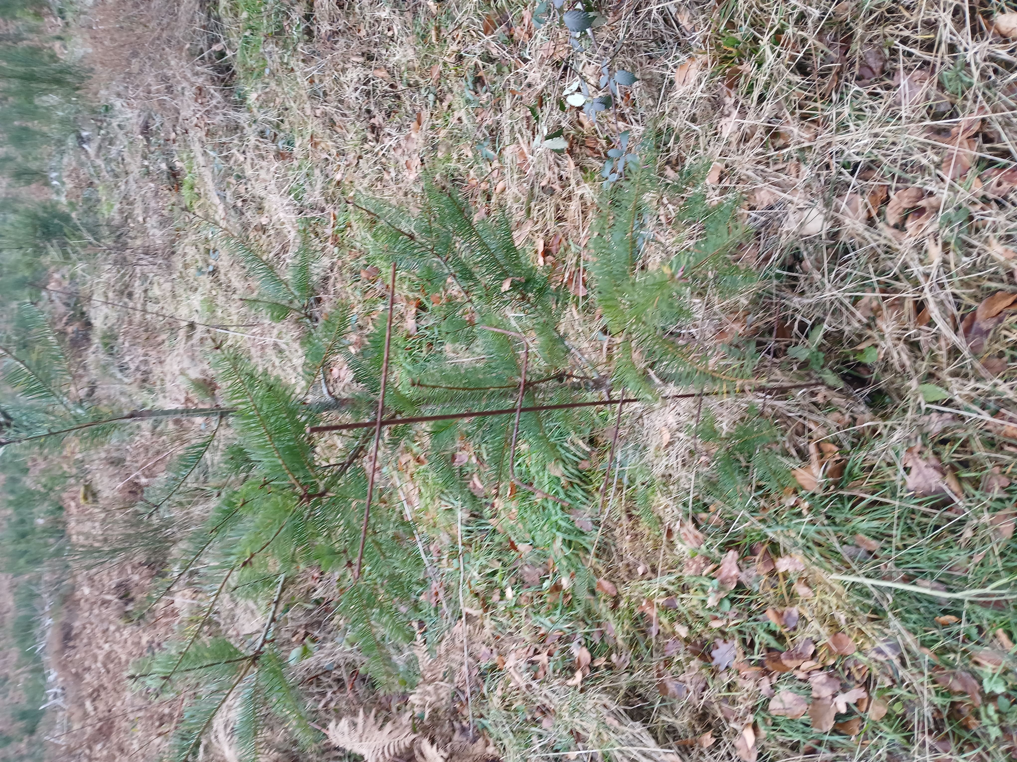 0.9 hectare plantation to restore a bark beetle attacked forest — 2