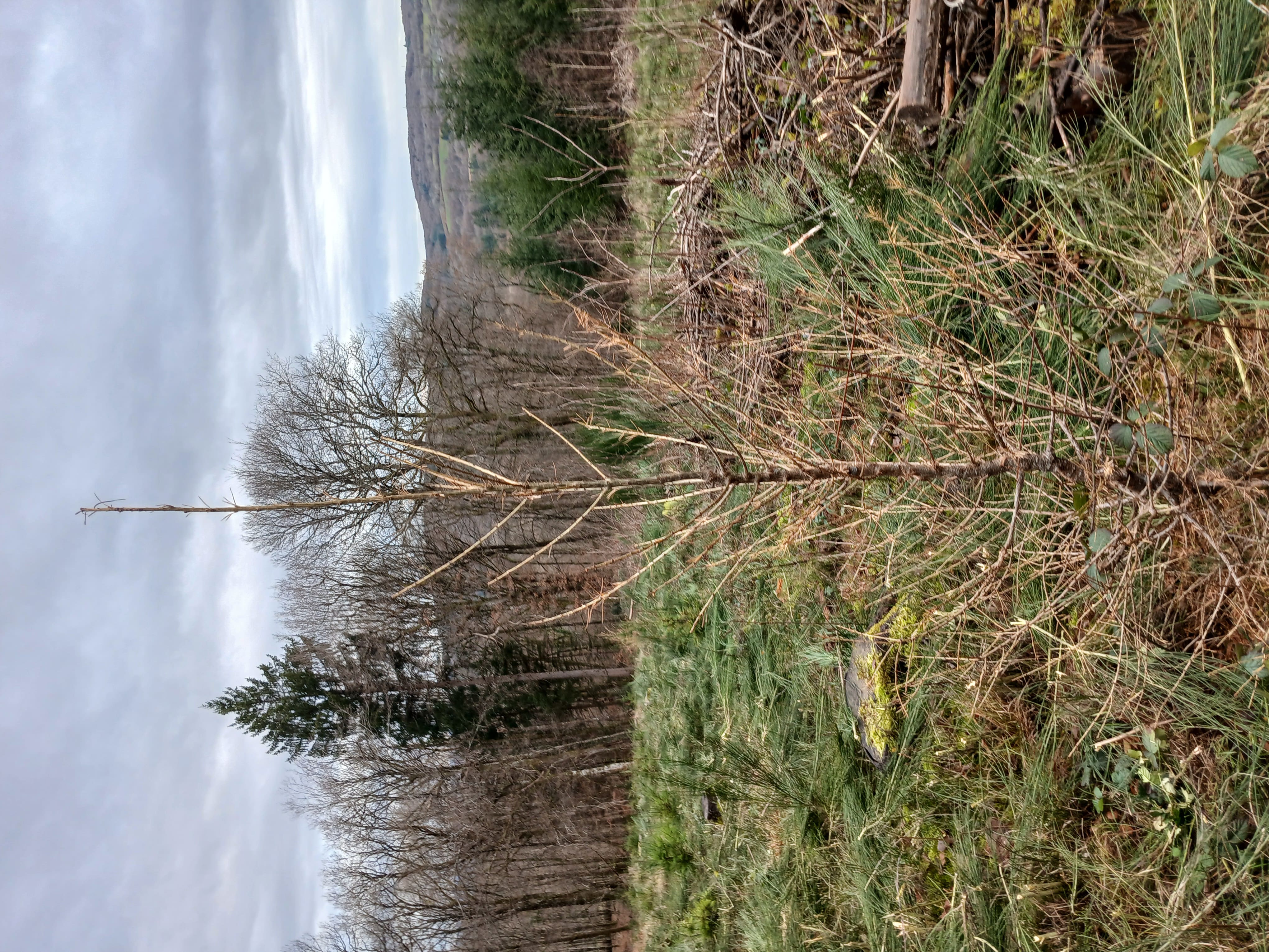 0.9 hectare plantation to restore a bark beetle attacked forest — 1