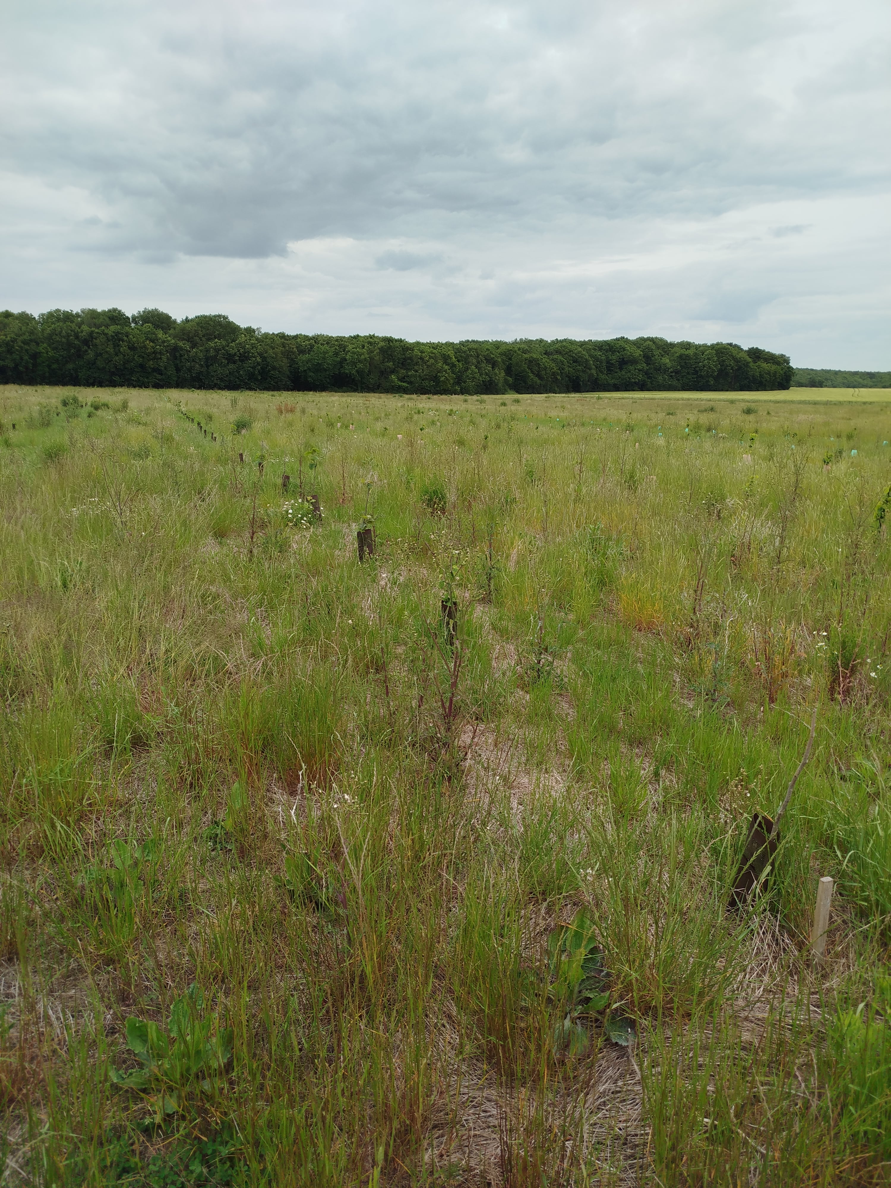 New orchard in Loir-et-Cher