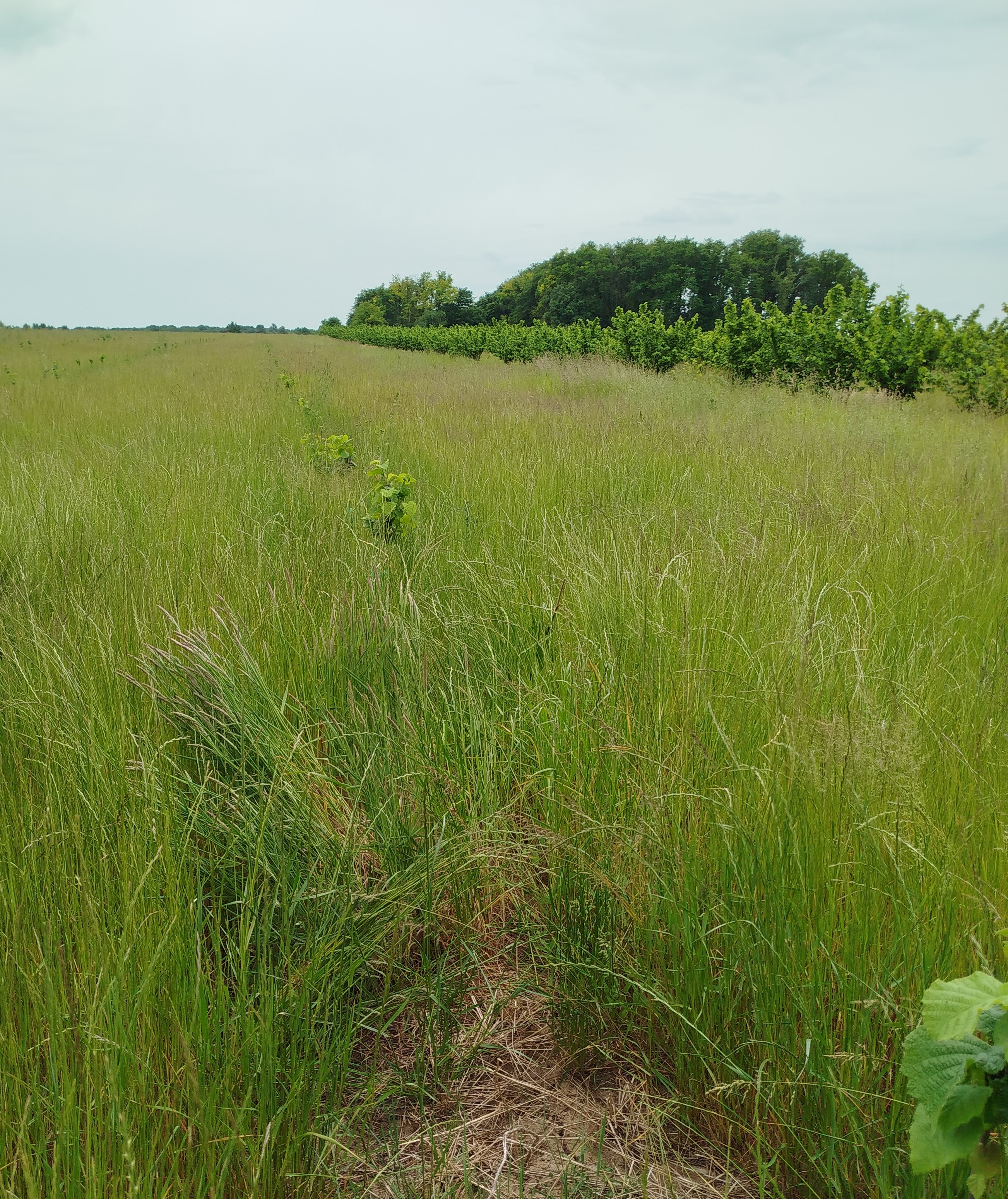New orchard in Loir-et-Cher — 1