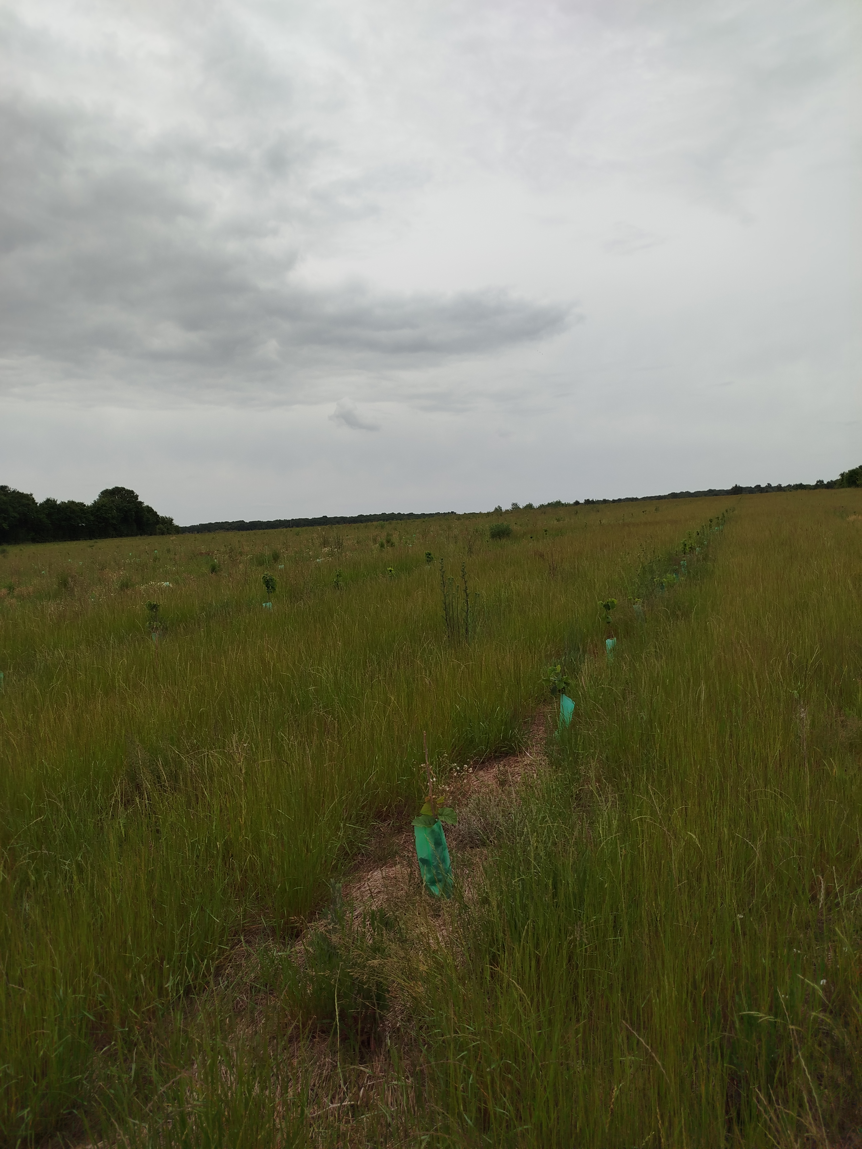 New orchard in Loir-et-Cher — 2