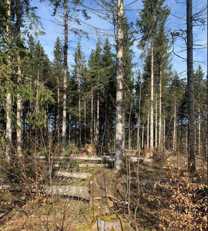 Reboisement de 2,37 hectares de forêt à Morbier — 1