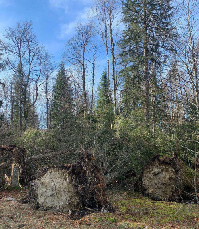 Reboisement de 2,37 hectares de forêt à Morbier — 2