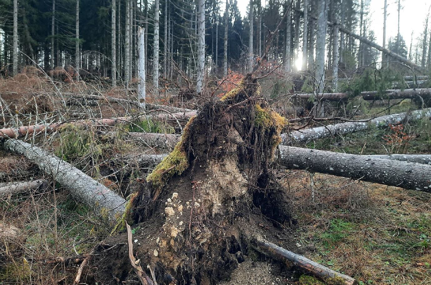 Reboisement de 2,37 hectares de forêt à Morbier
