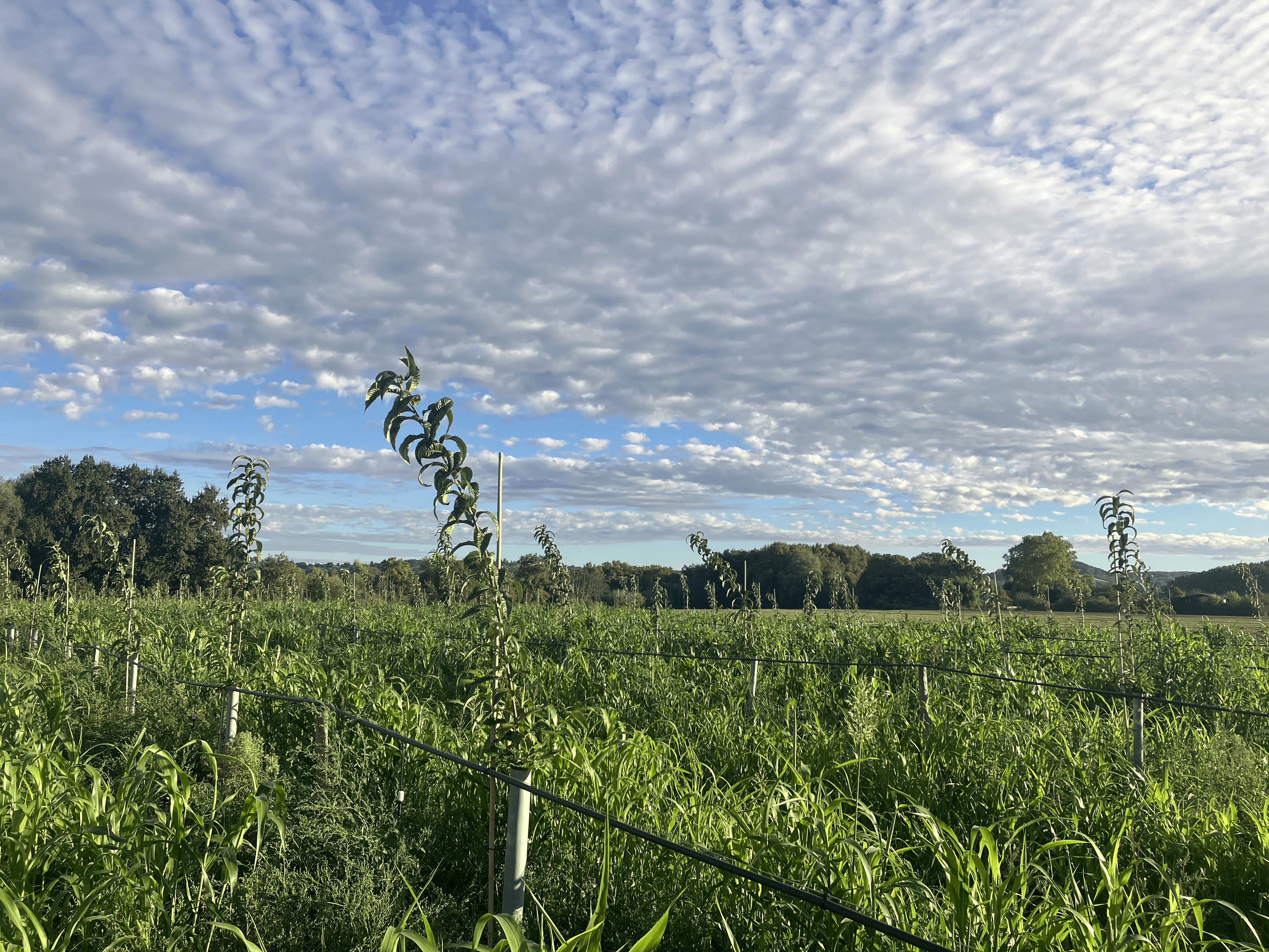 Extension of 2.7 hectares of a chestnut orchard