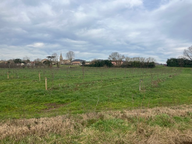 Extension of 2.7 hectares of a chestnut orchard — 1