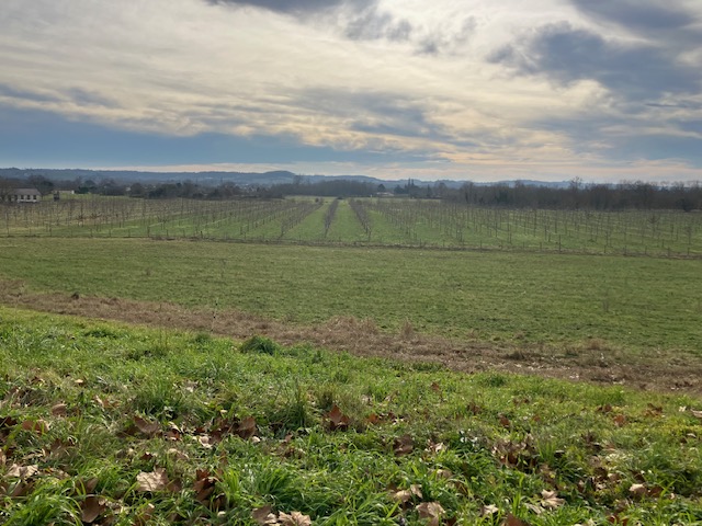 Extension of 2.7 hectares of a chestnut orchard — 2