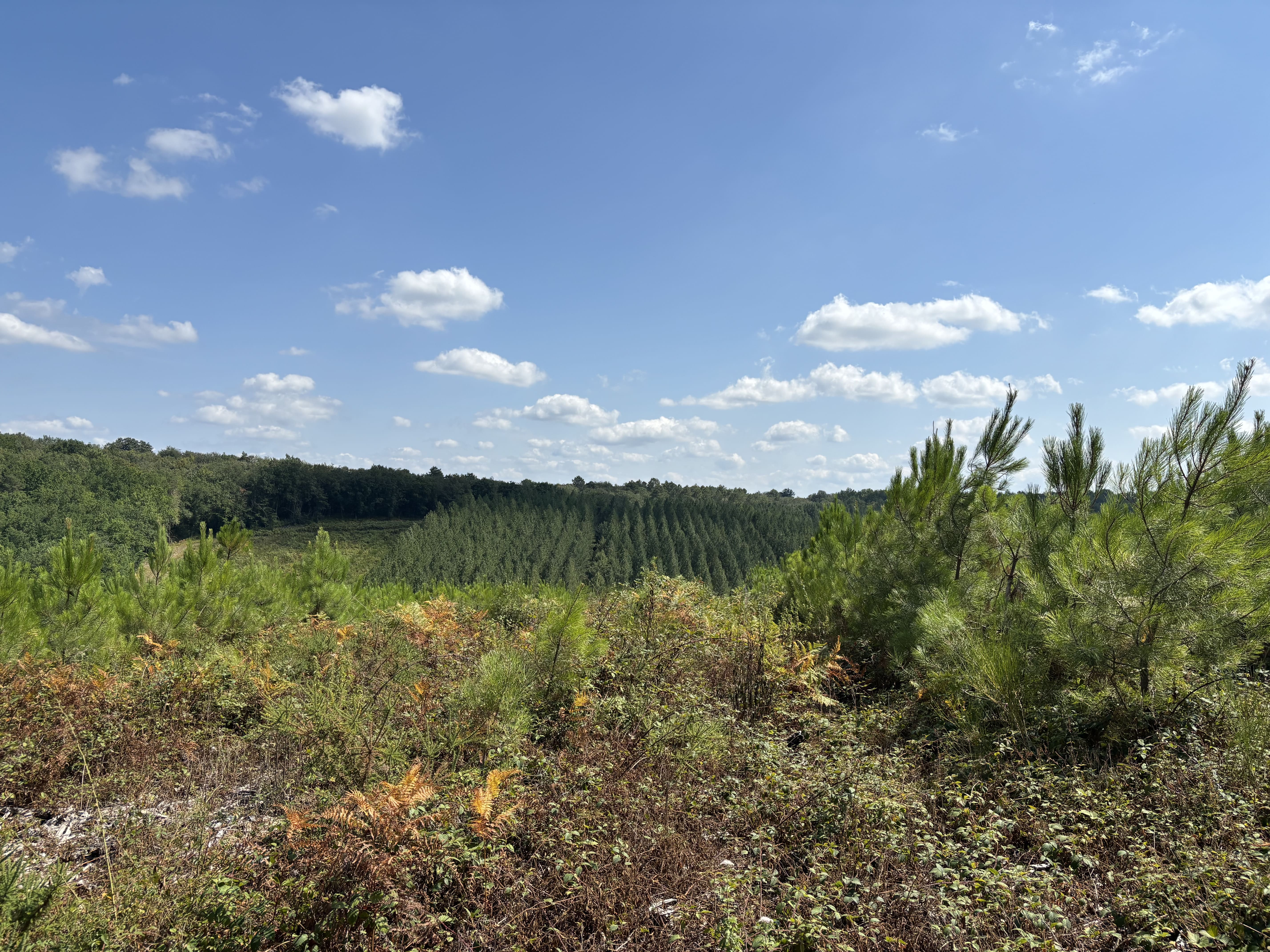 Reforestation and extension of a forest in Sanilhac — 2