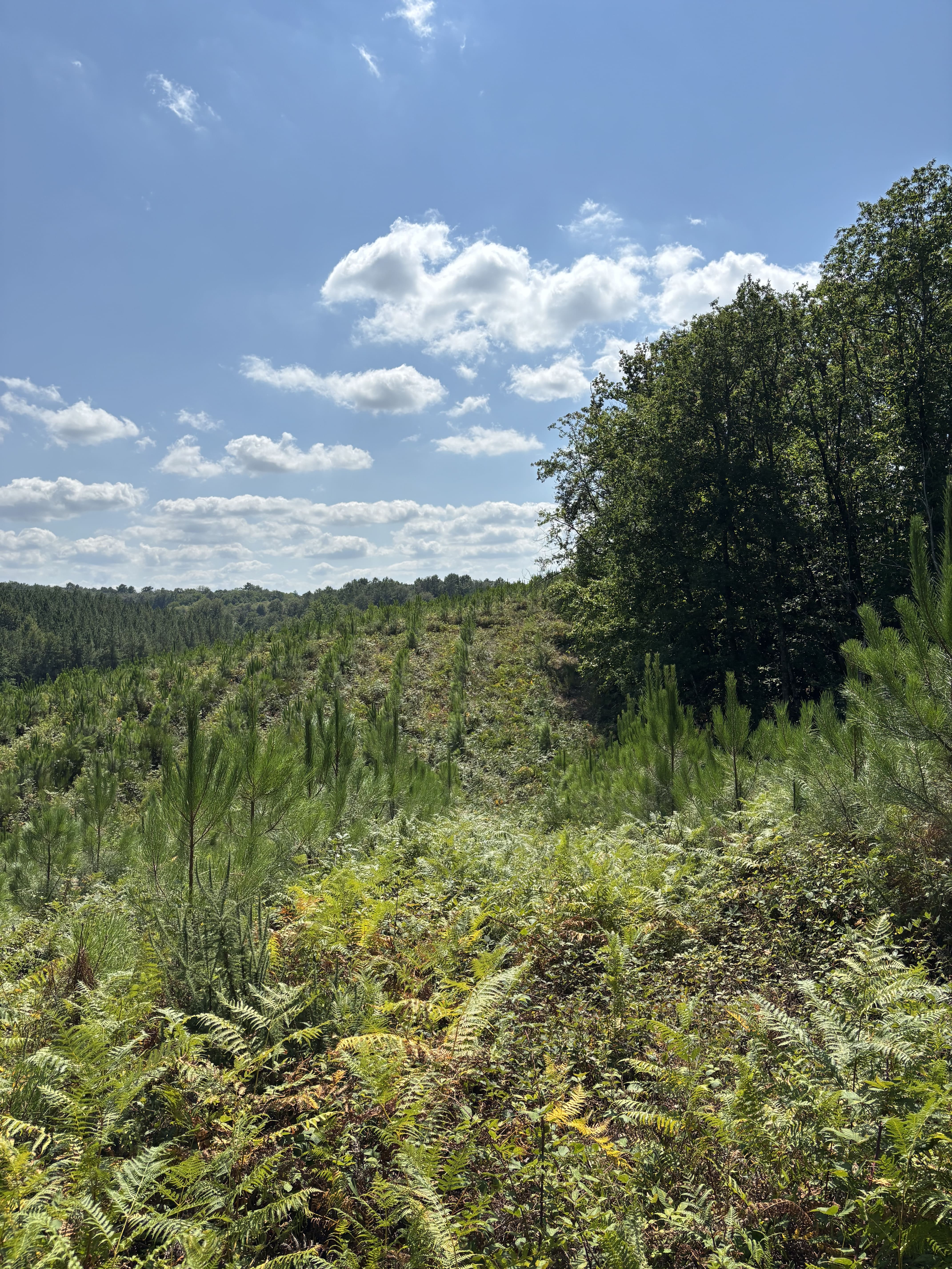 Reforestation and extension of a forest in Sanilhac — 1