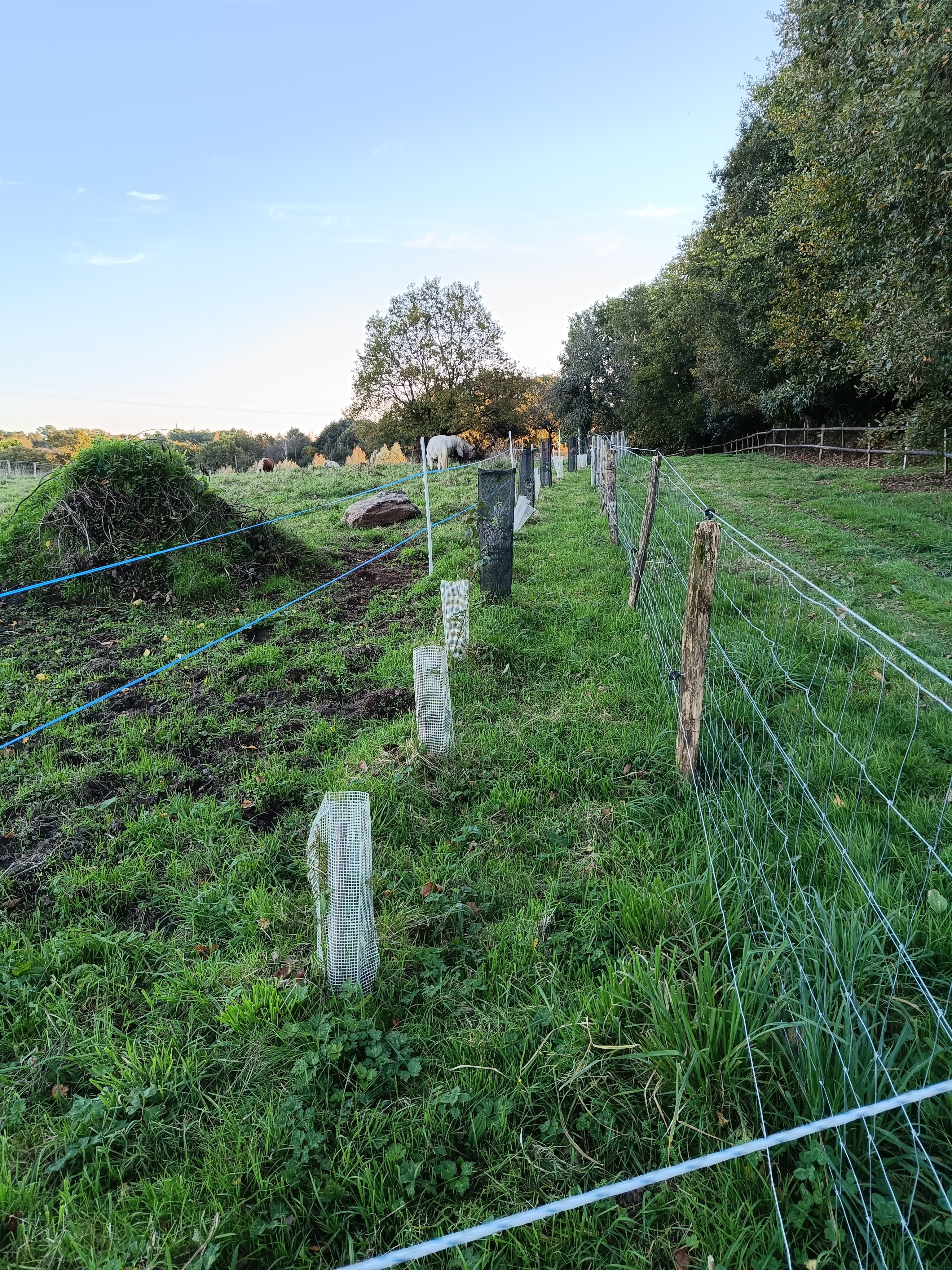 Extension de haies champêtres à la SCI Terre d'Illich — 2