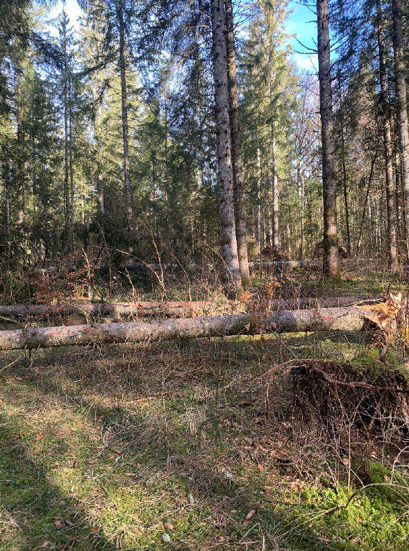 Plantation de 1,66 hectare pour restaurer une forêt scolytée à Morbier — 1