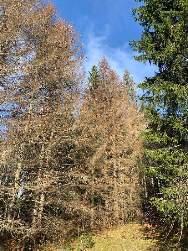 Plantation de 1,66 hectare pour restaurer une forêt scolytée à Morbier — 2