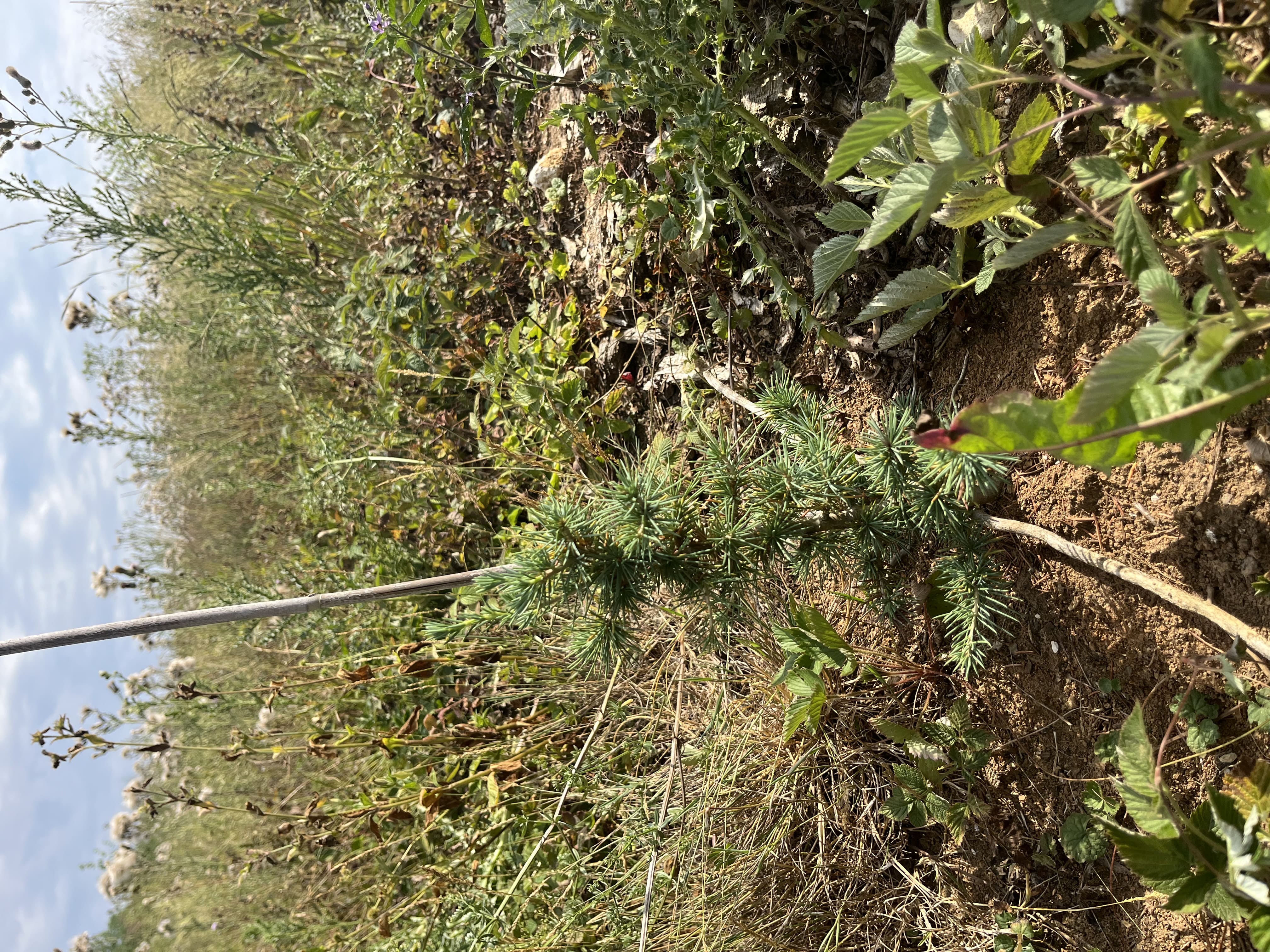 Reforestation of 35.9 ha to restore a schistose forest in Meuse — 2