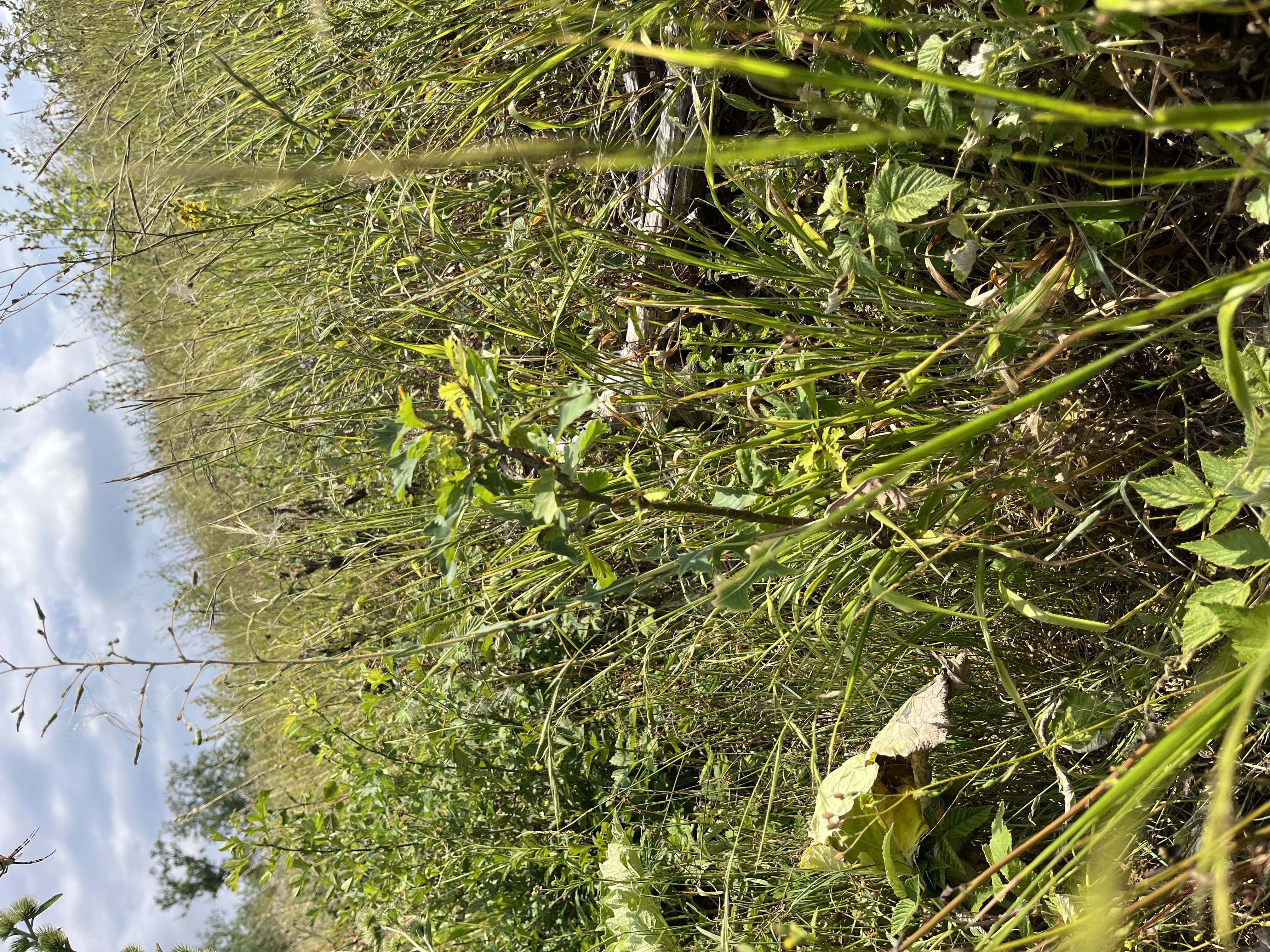 Reforestation of 35.9 ha to restore a schistose forest in Meuse
