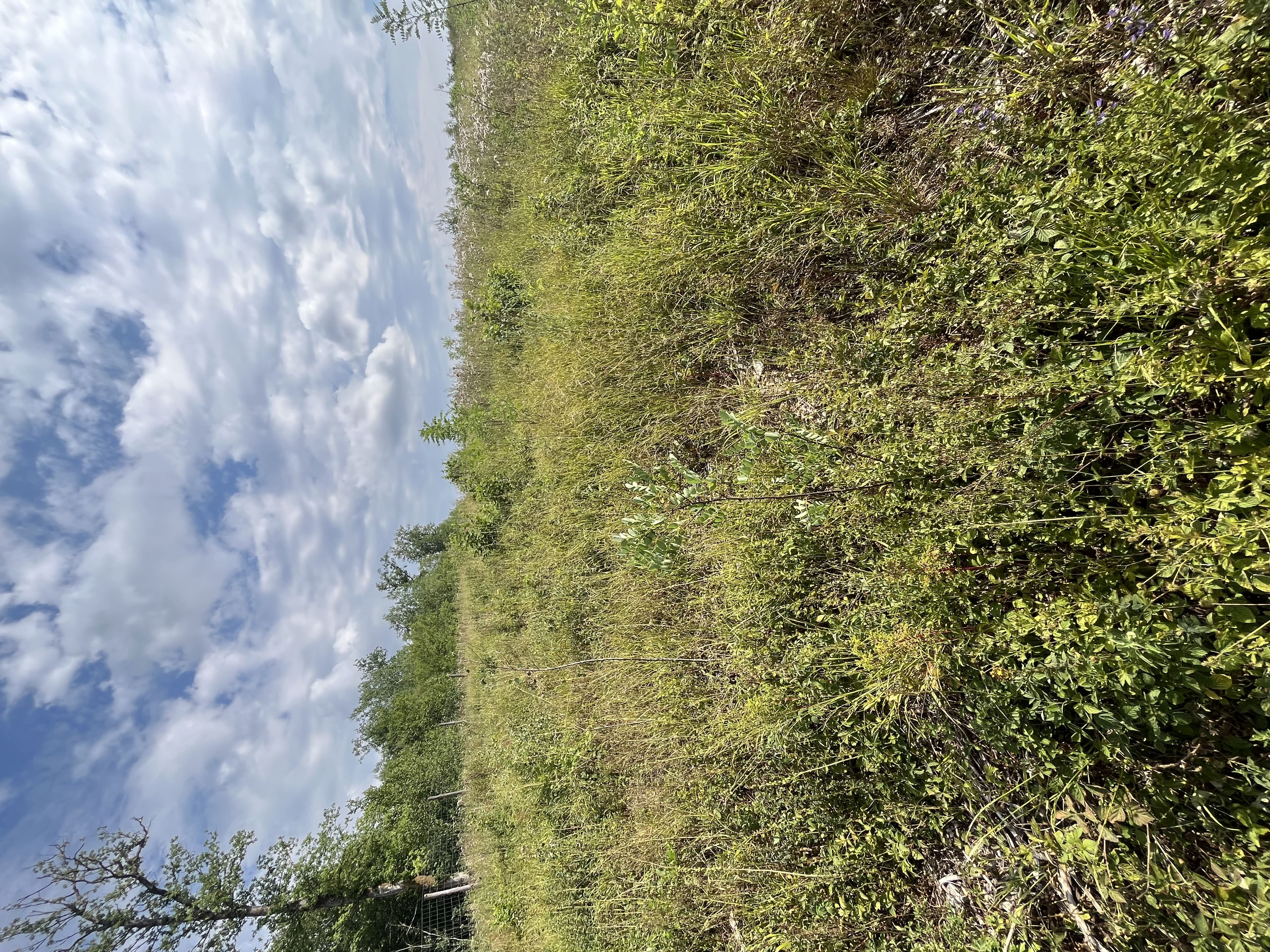Reforestation of 35.9 ha to restore a schistose forest in Meuse — 1