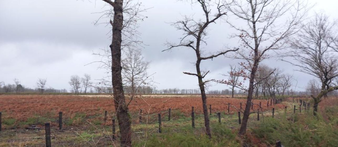 Reboisement de 74 hectares de forêts incendiées en Gironde — 1