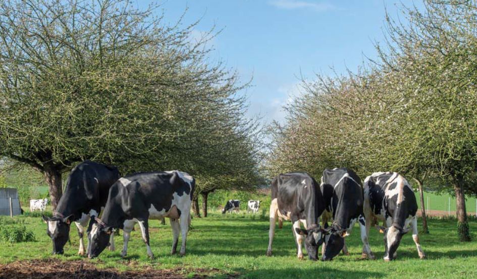 Change of feed on a dairy farm in Merdrignac — 1
