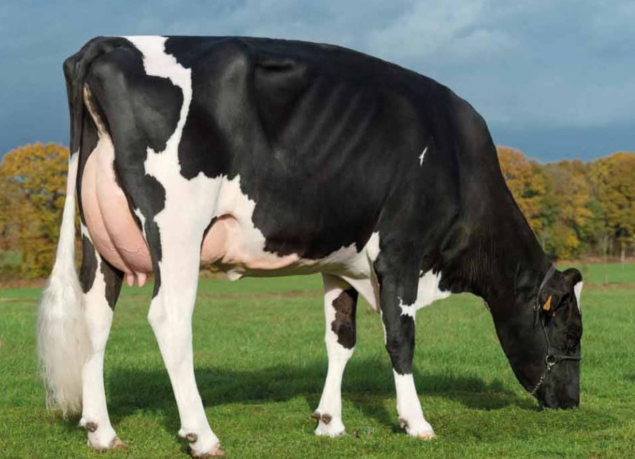 Change of feed on a dairy farm in Merdrignac — 2