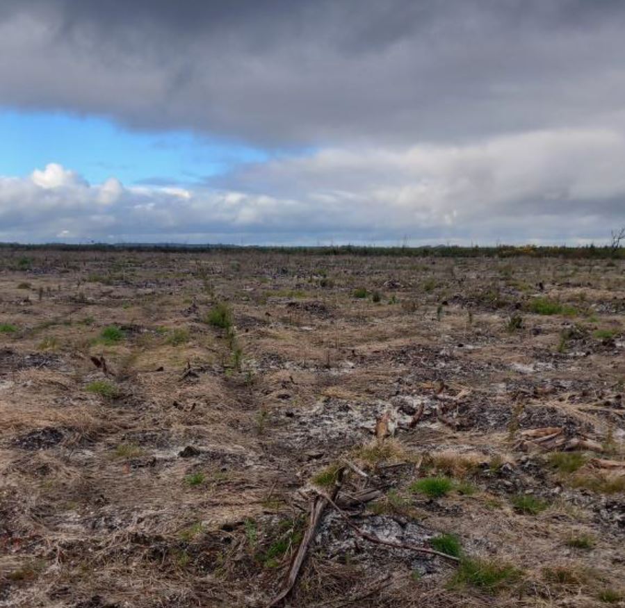 Reboisement de 16,2 hectares après un incendie en Gironde — 2