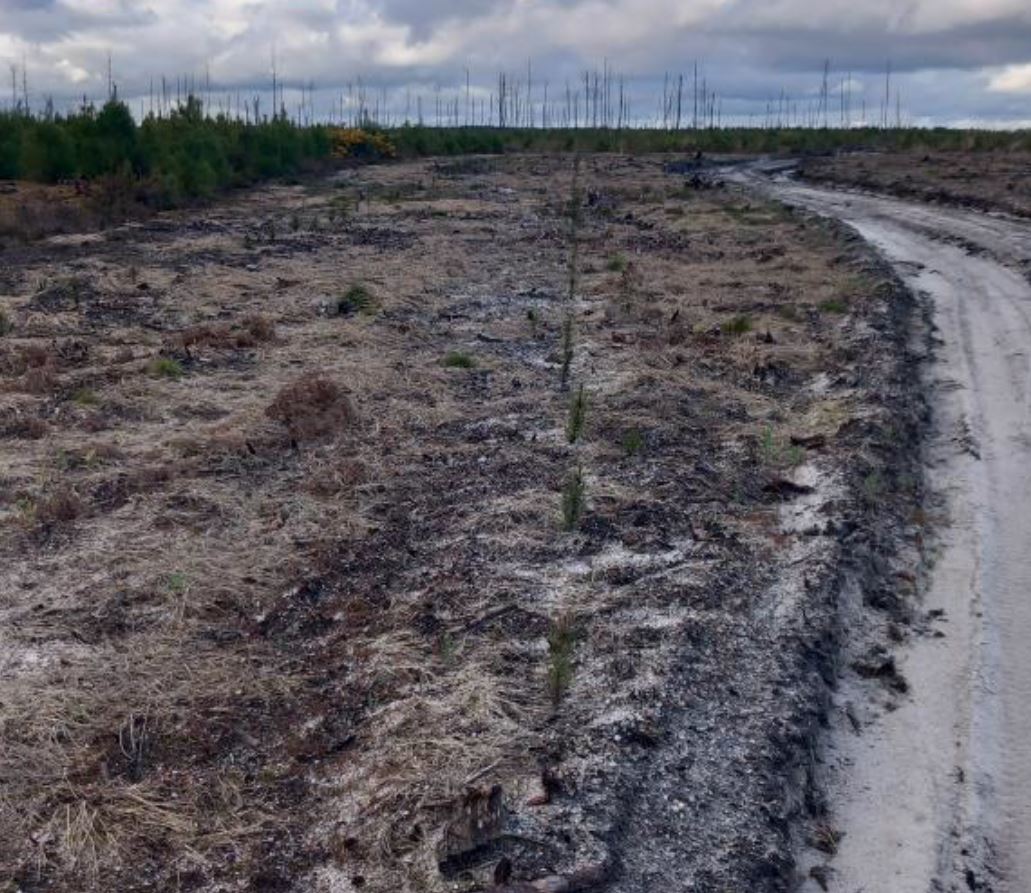 Reboisement de 16,2 hectares après un incendie en Gironde