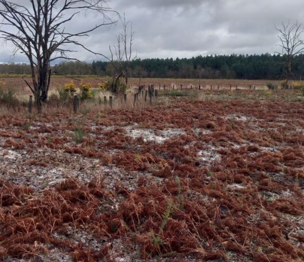 Reboisement de 16,2 hectares après un incendie en Gironde — 1