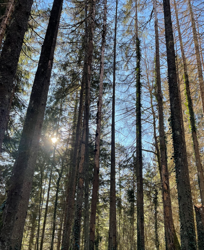 Replacement of a bark spruce stand in Groissiat — 1