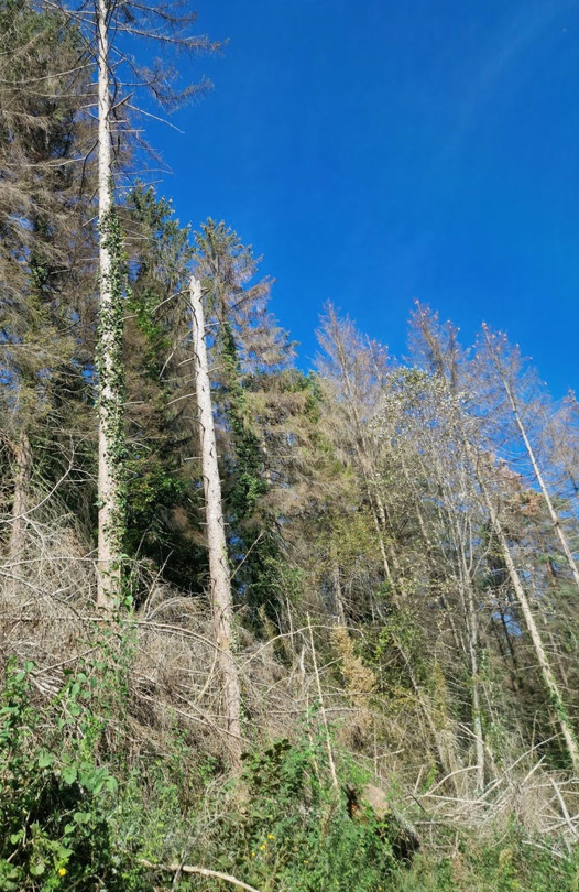 Replacement of a bark spruce stand in Groissiat — 2