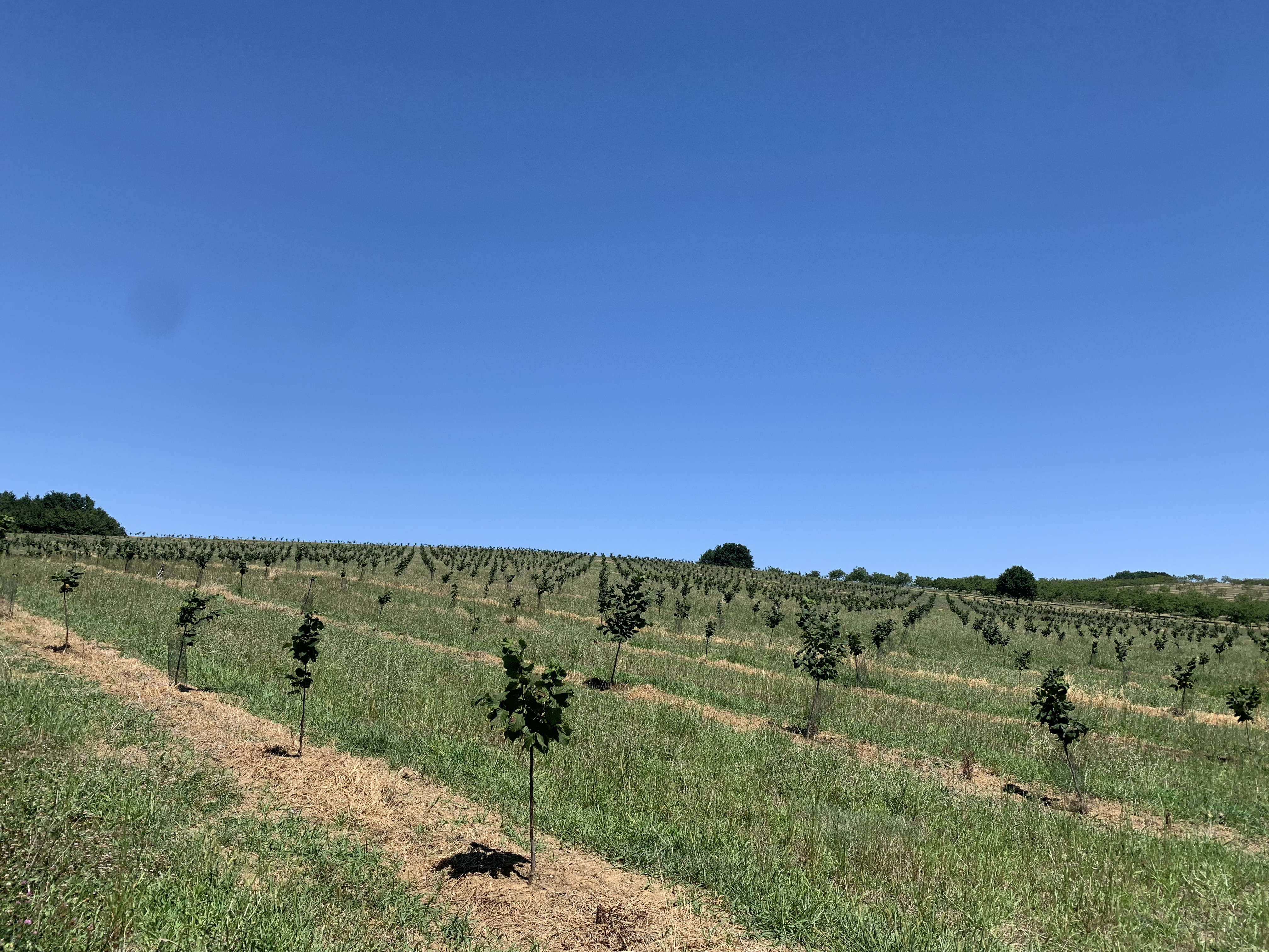 New hazelnut orchards at EARL Martinet — 1