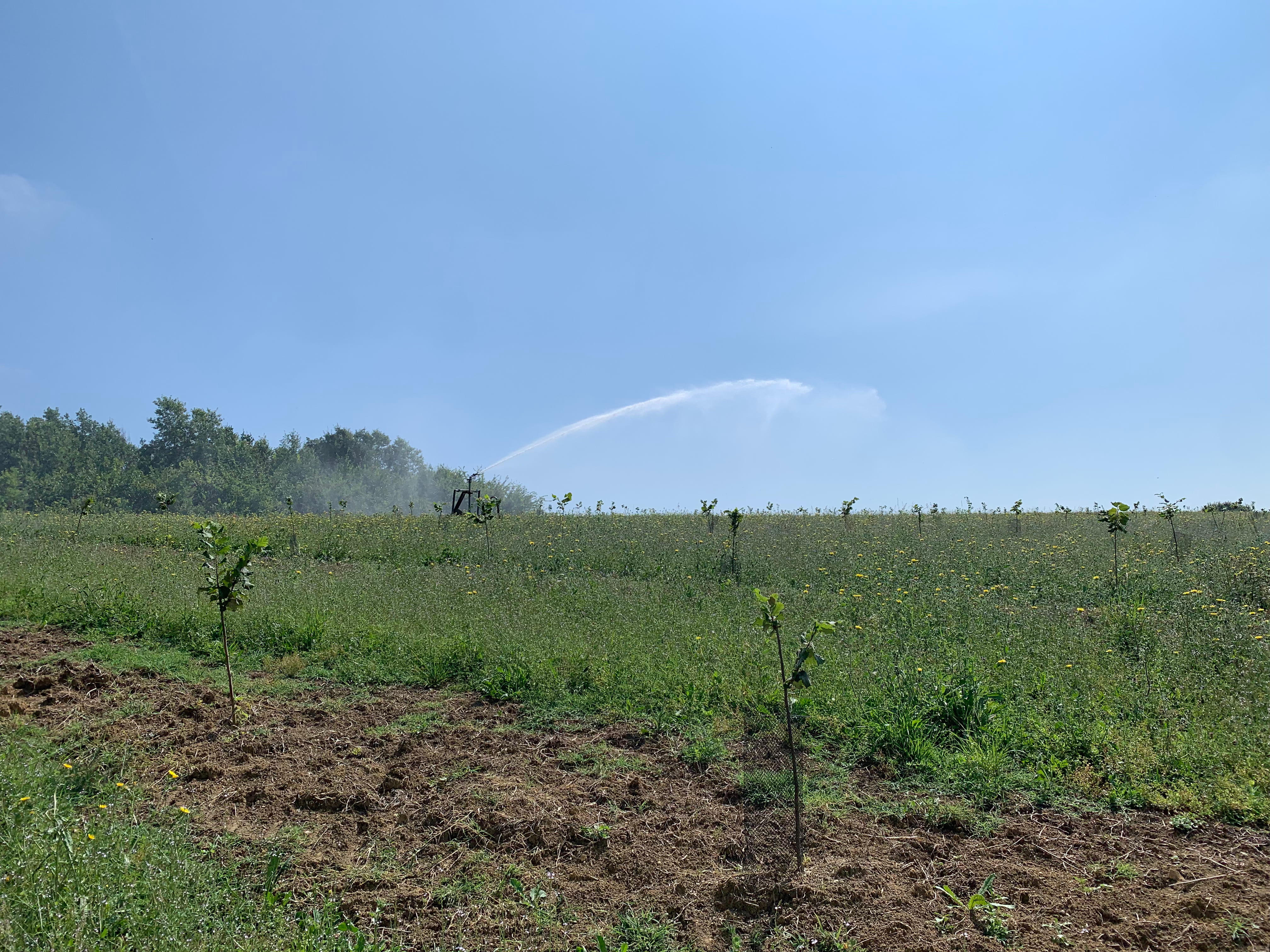 New hazelnut orchards at EARL Martinet — 2