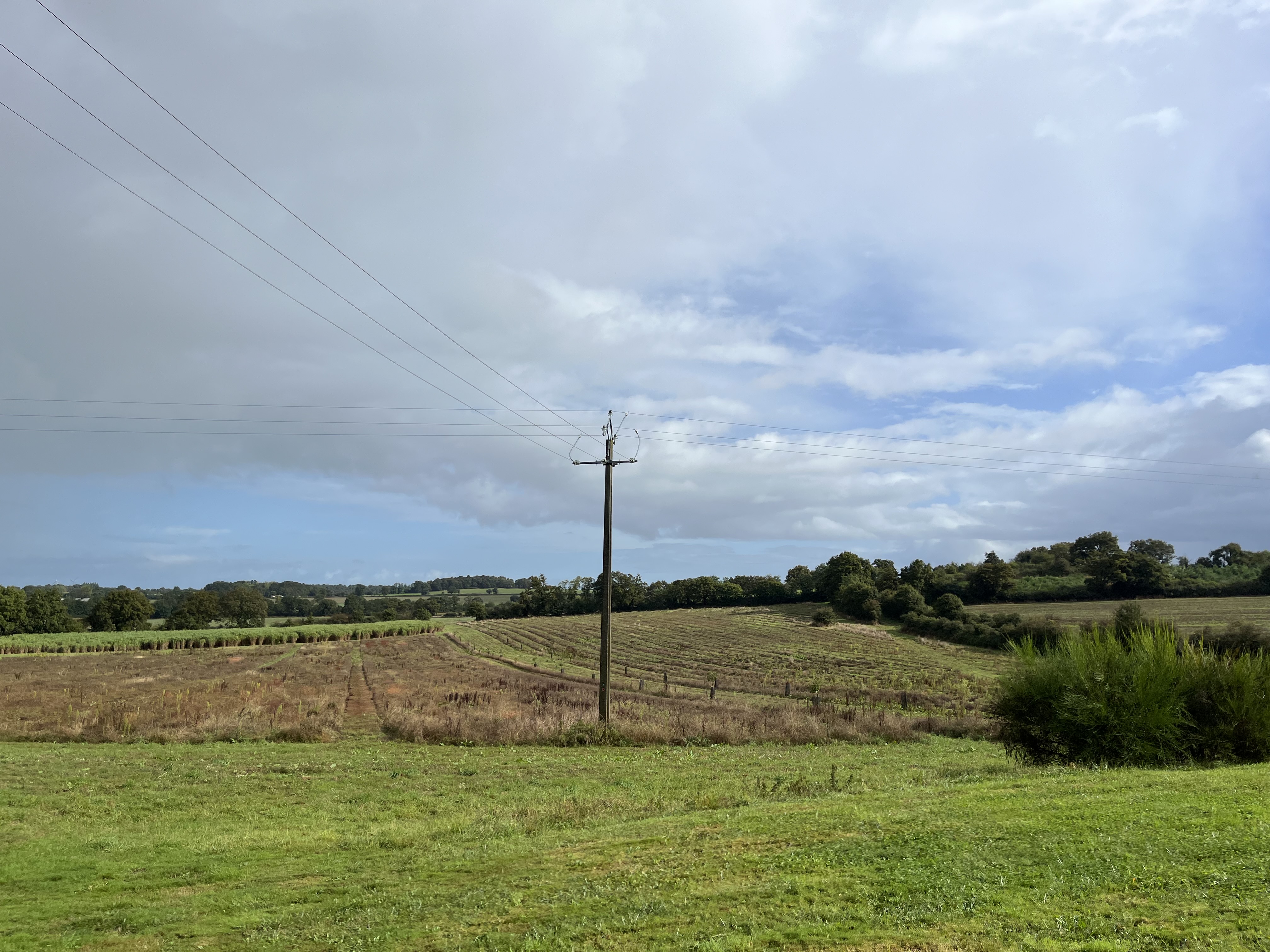 Nouveau boisement diversifié à Val d'Erdre-Auxence