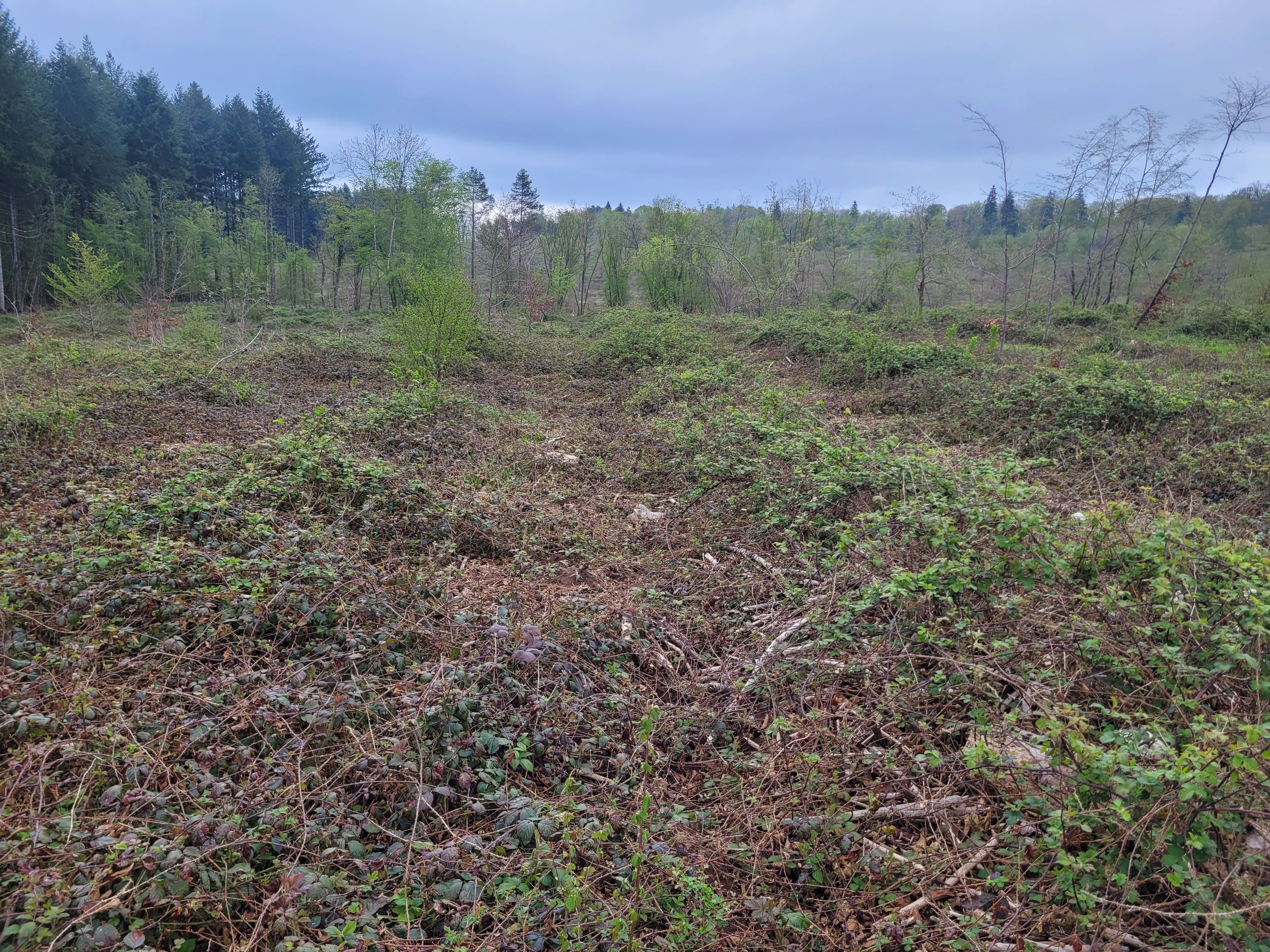 Reboisement pour restaurer une forêt scolytée à Aubaine