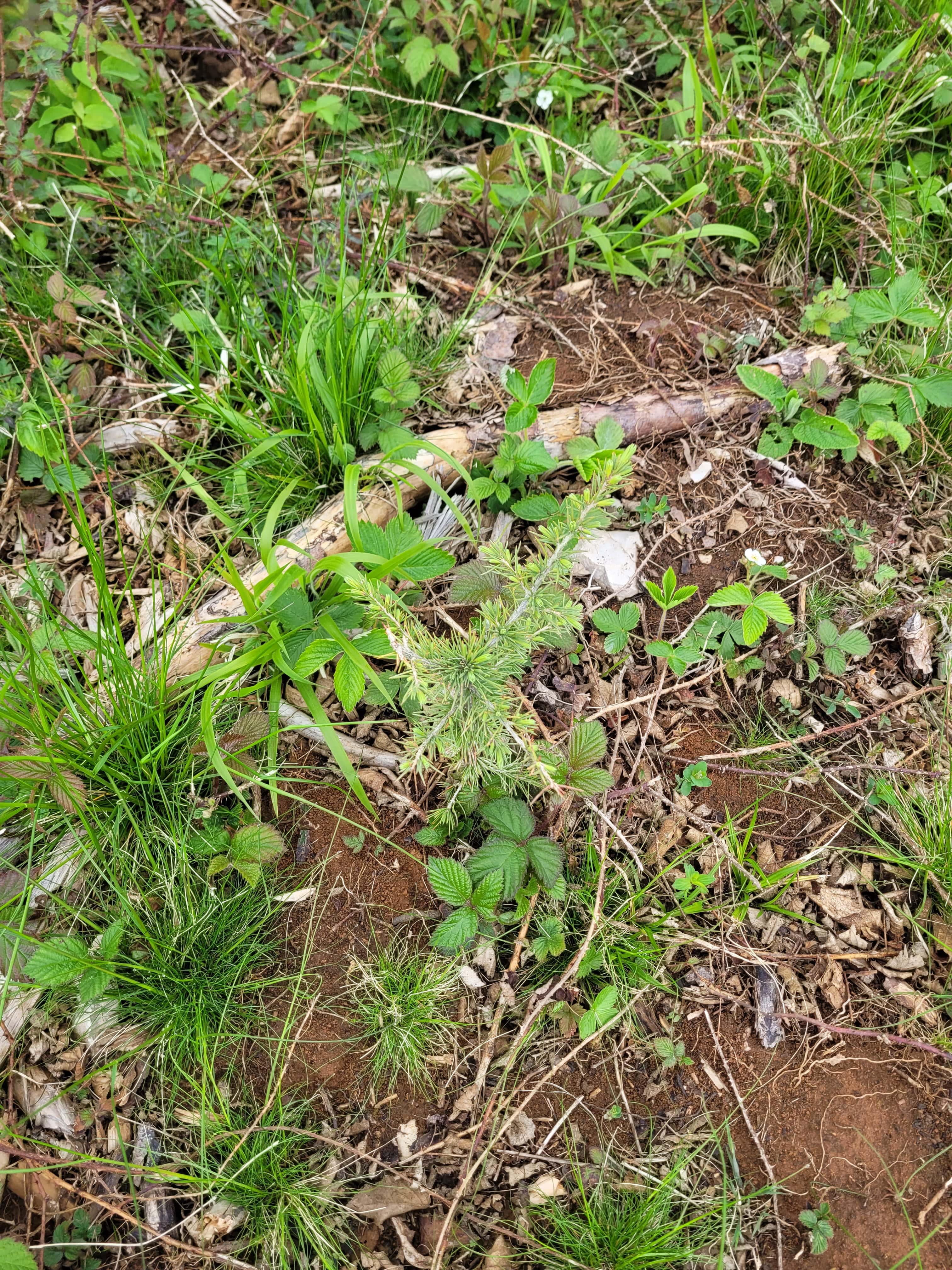 Reboisement pour restaurer une forêt scolytée à Aubaine — 1