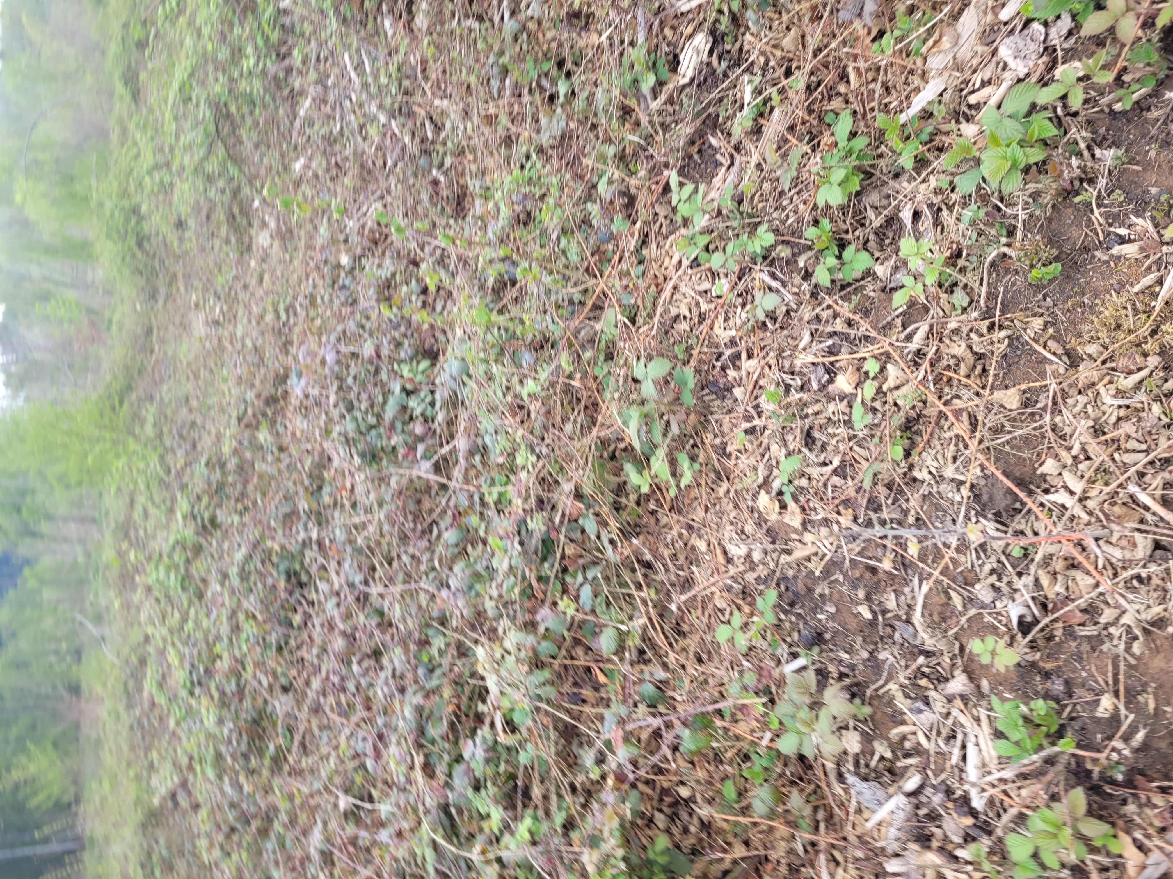 Reboisement pour restaurer une forêt scolytée à Aubaine — 2