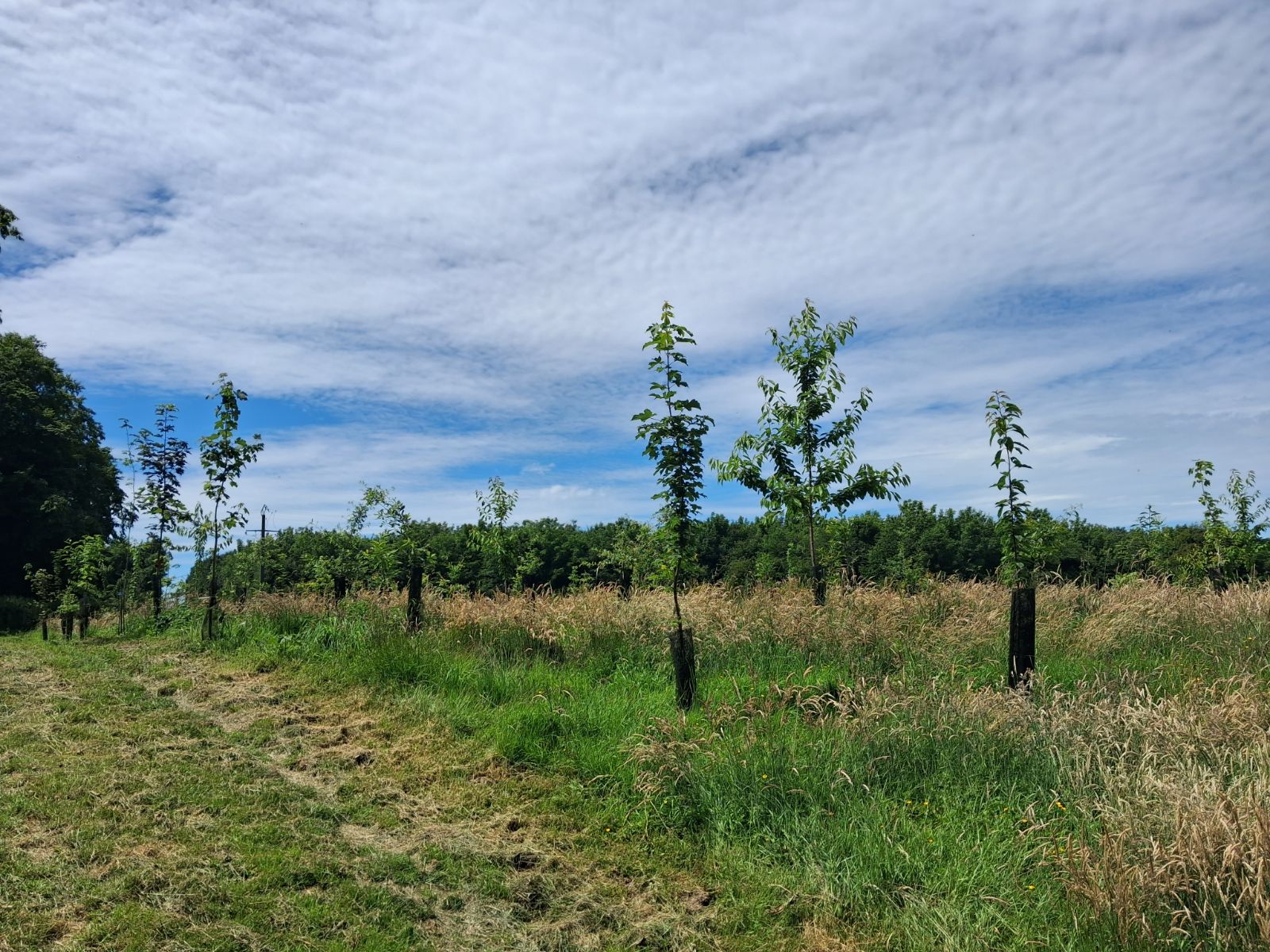Nouveau boisement diversifié à Ablainzevelle
