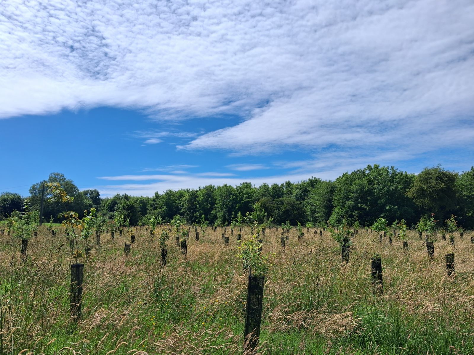 Nouveau boisement diversifié à Ablainzevelle — 1