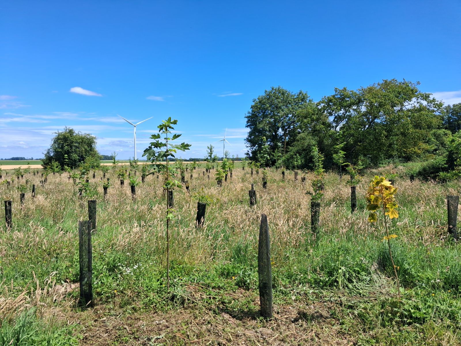 Nouveau boisement diversifié à Ablainzevelle — 2