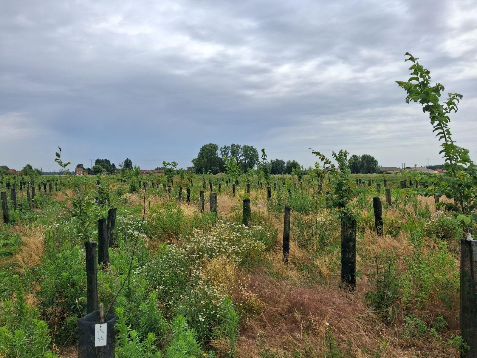 Boisement de terres agricoles dans le Pas-de-Calais — 2