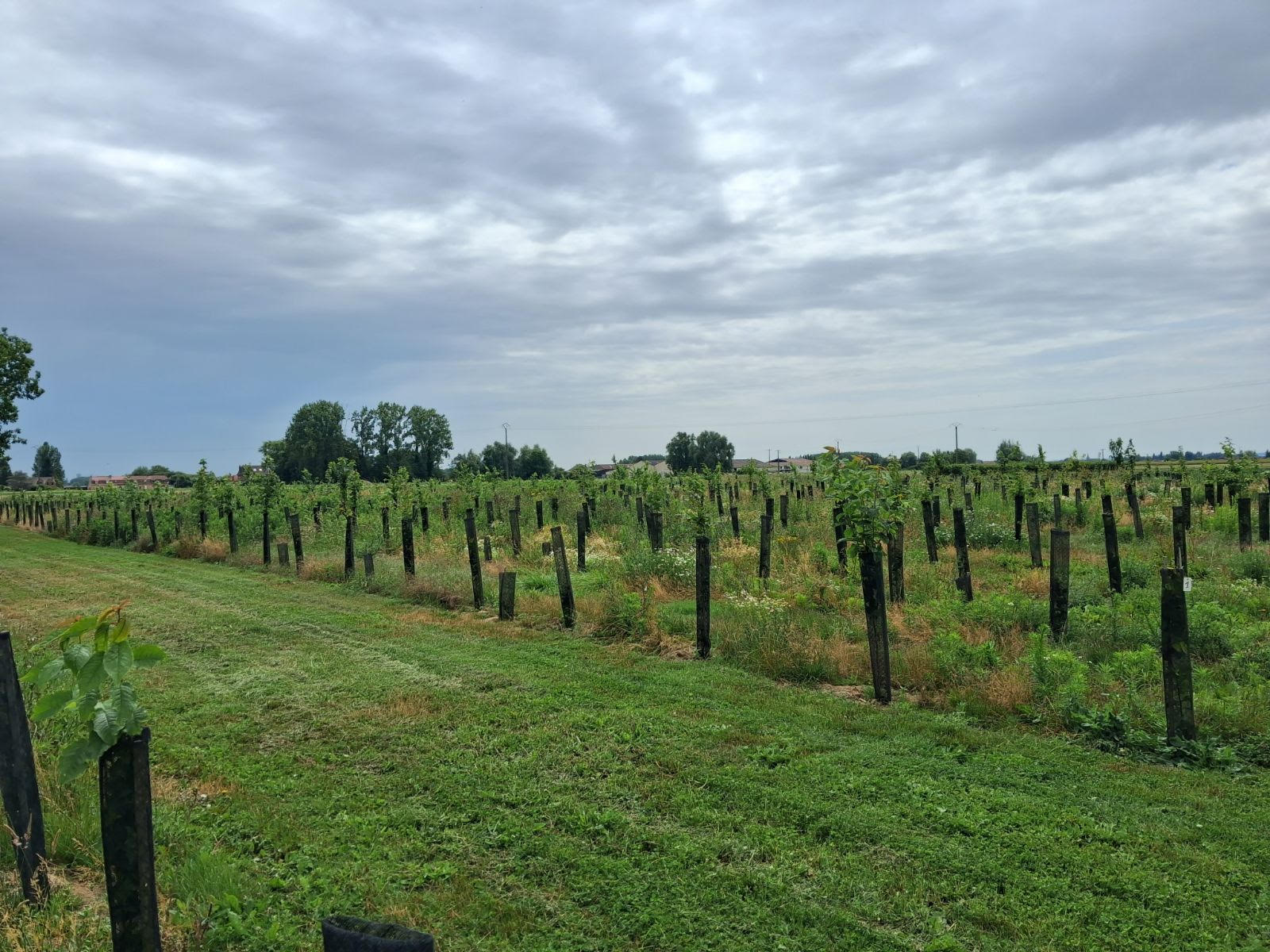 Boisement de terres agricoles dans le Pas-de-Calais — 1