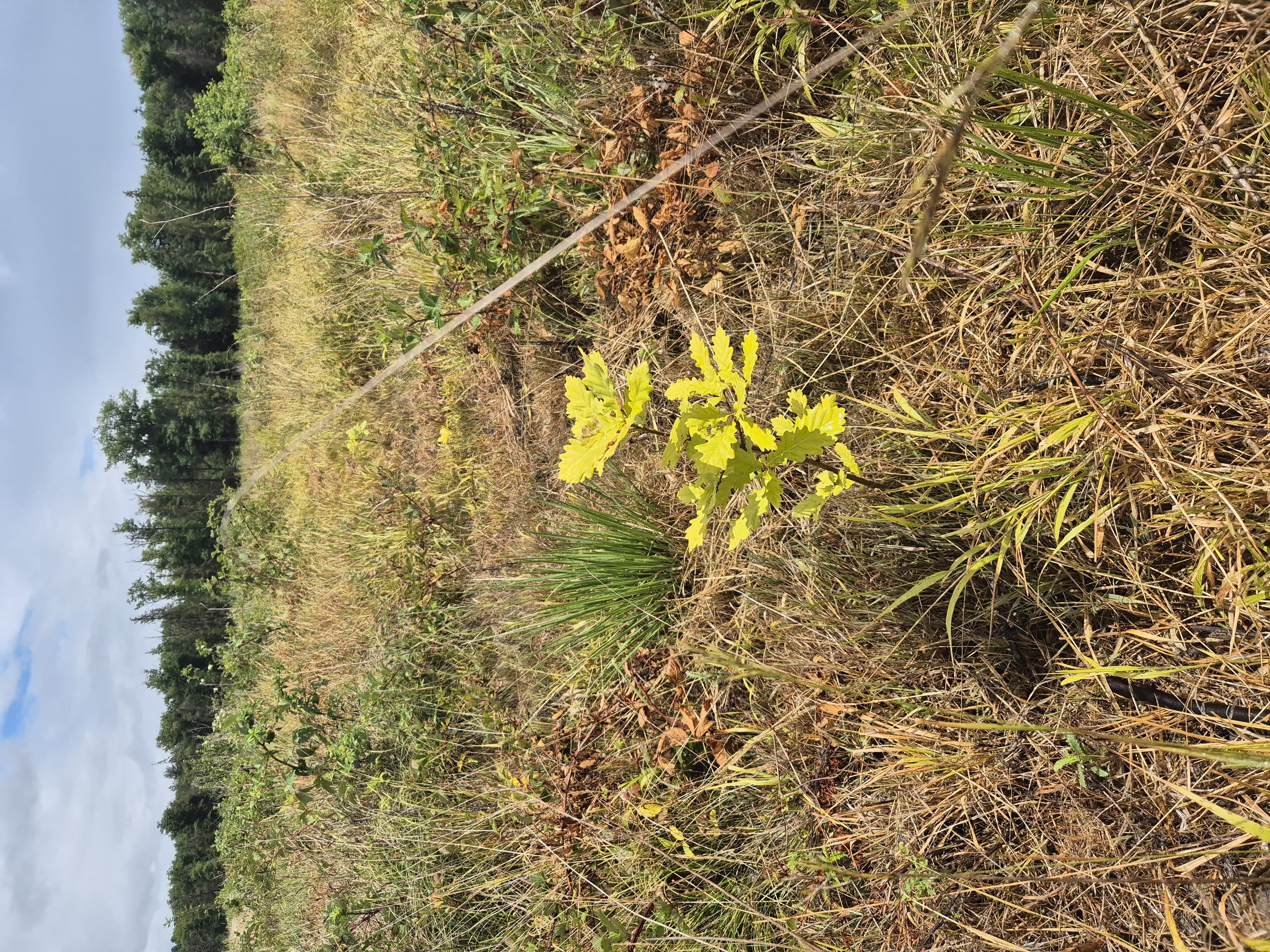 Reboisement d'une forêt dépérissante dans le Cher — 1