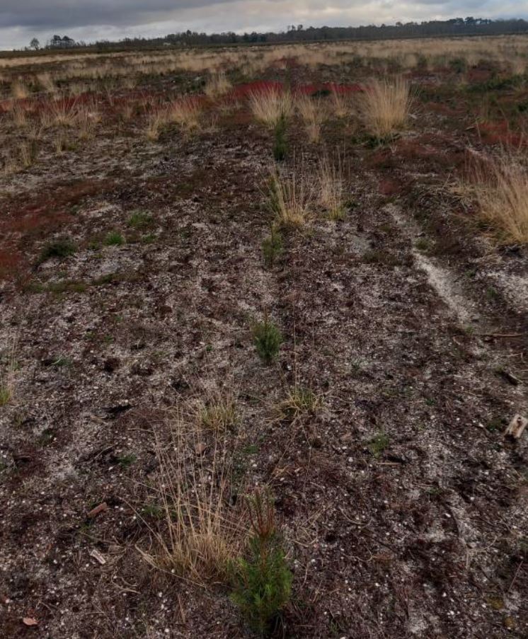Reboisement de 12,19 hectares de forêts incendiées à Belin-Béliet — 1