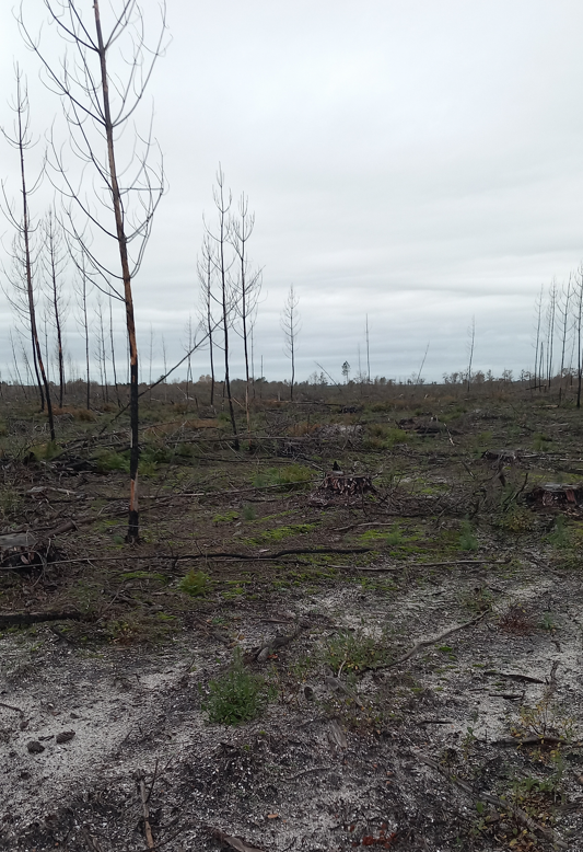 Reboisement de 14,51 hectares après un incendie en Gironde — 2